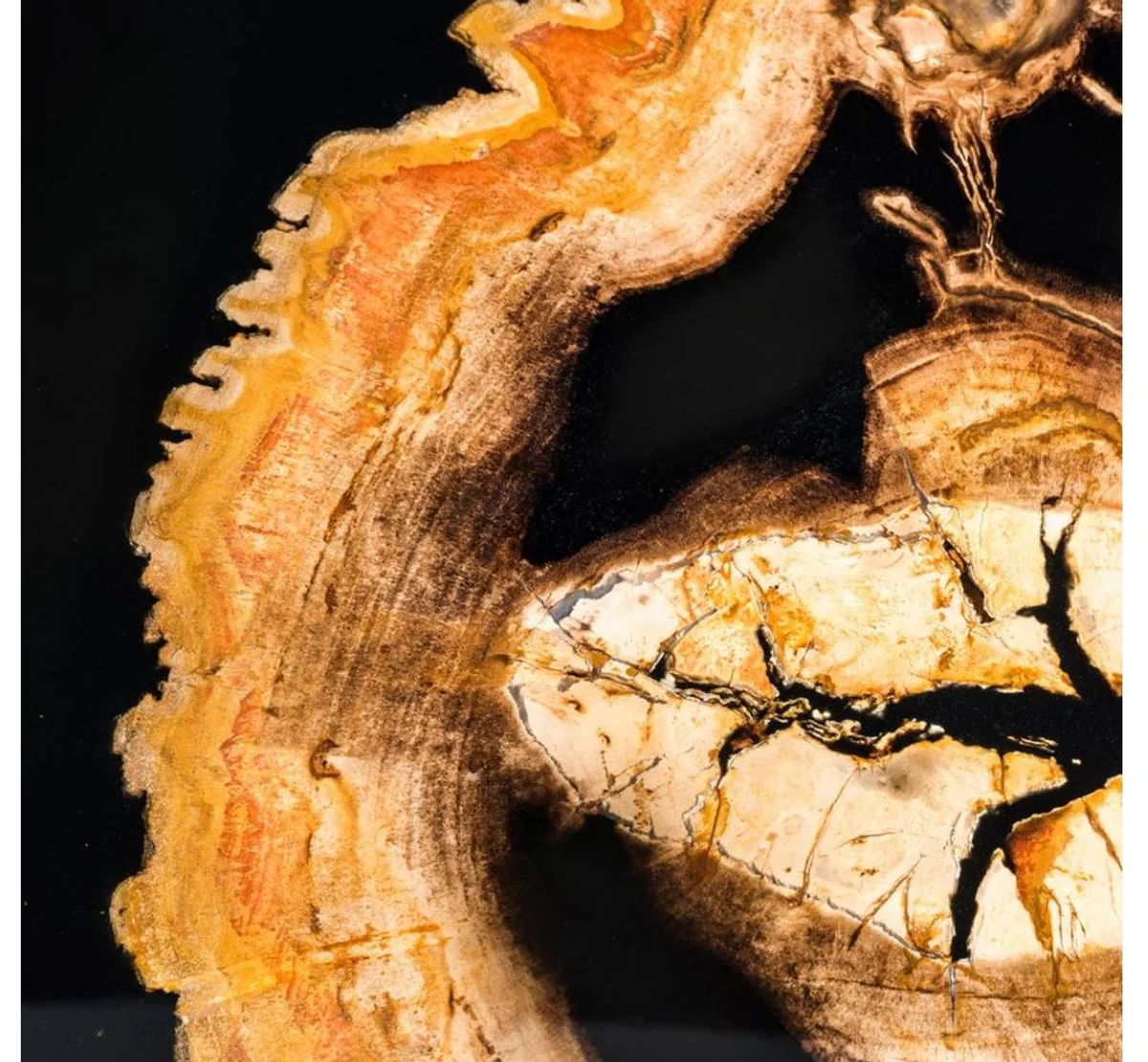 Mesa de centro de dise?o Casa Padrino con madera petrificada integrado - edici¨®n limitada