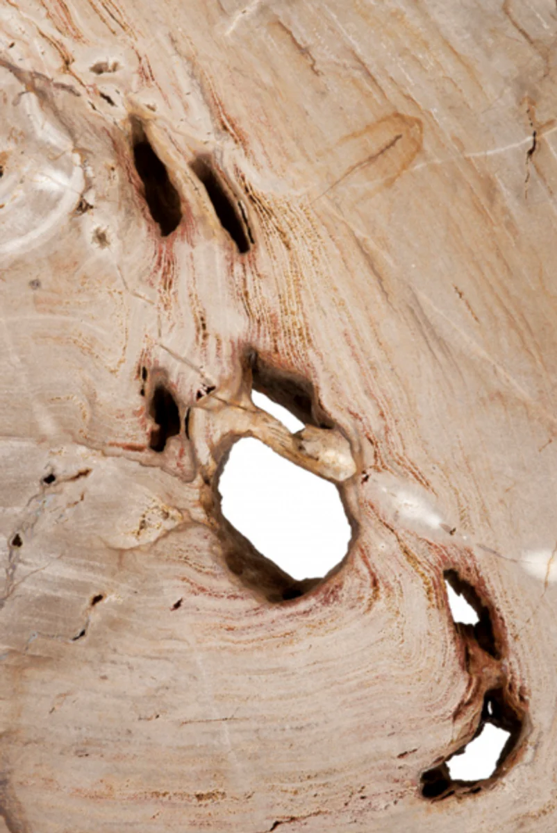 Casa Padrino Art Deco luxury coffee table petrified wood - living room coffee table - Limited Edition