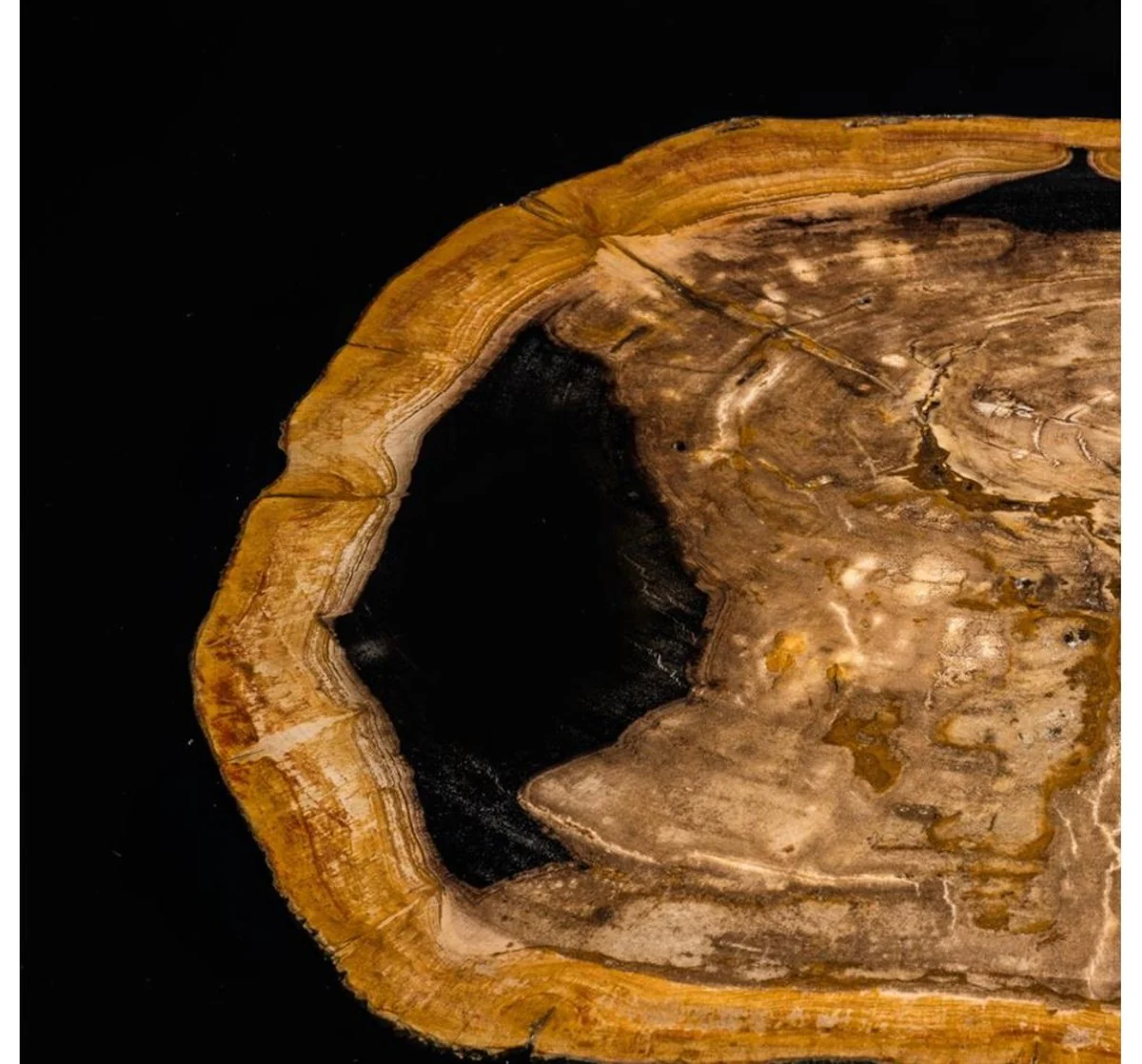 Mesa de centro de dise?o Casa Padrino con madera petrificada integrado - edici¨®n limitada