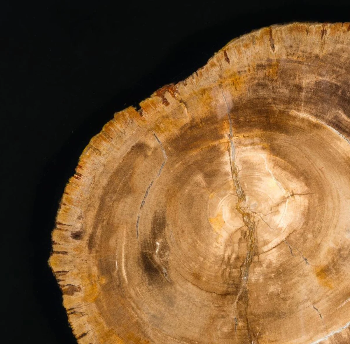 Casa Padrino mesa de centro de lujo 65 x 65 x H. 55 cm - Muebles de Hotel