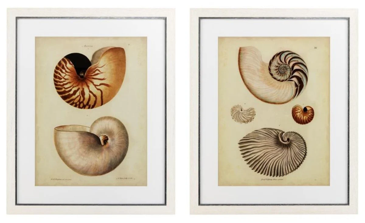 Casa Padrino Conjunto Imágenes de Arte de Lujo Antique Conchas de Caracol Multicolores 68 x H. 83 cm - Decoración de Lujo