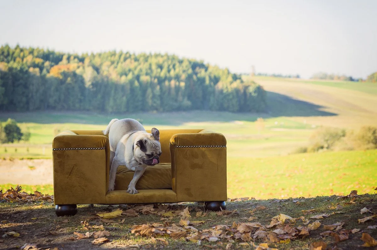 Casa Padrino cama para perros de lujo ocre / marrón oscuro / ocre 65 x 55 x A. 31 cm - Cama para perros rectangular moderna con cojín - Muebles para perros - Muebles para mascotas de lujo