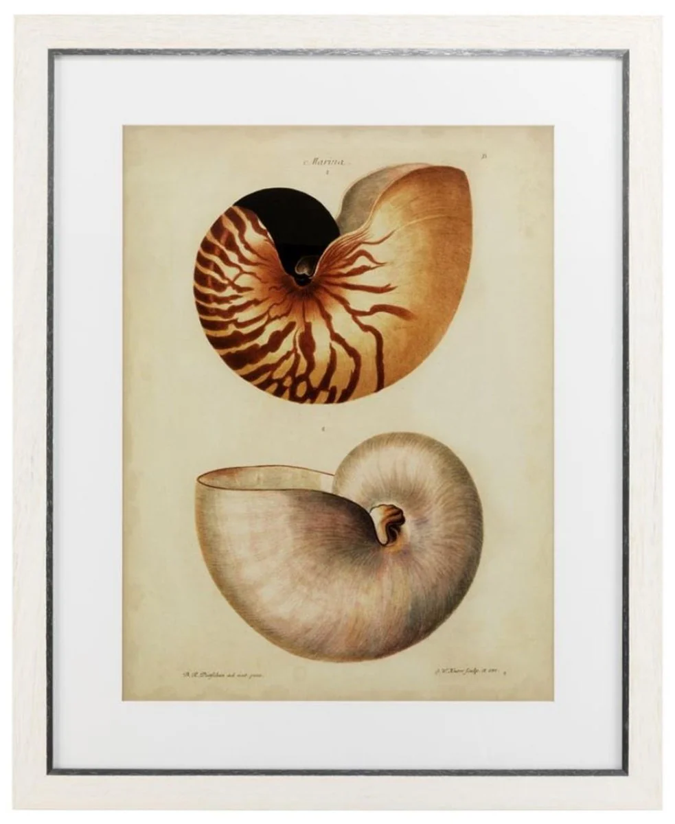 Casa Padrino Conjunto Imágenes de Arte de Lujo Antique Conchas de Caracol Multicolores 68 x H. 83 cm - Decoración de Lujo