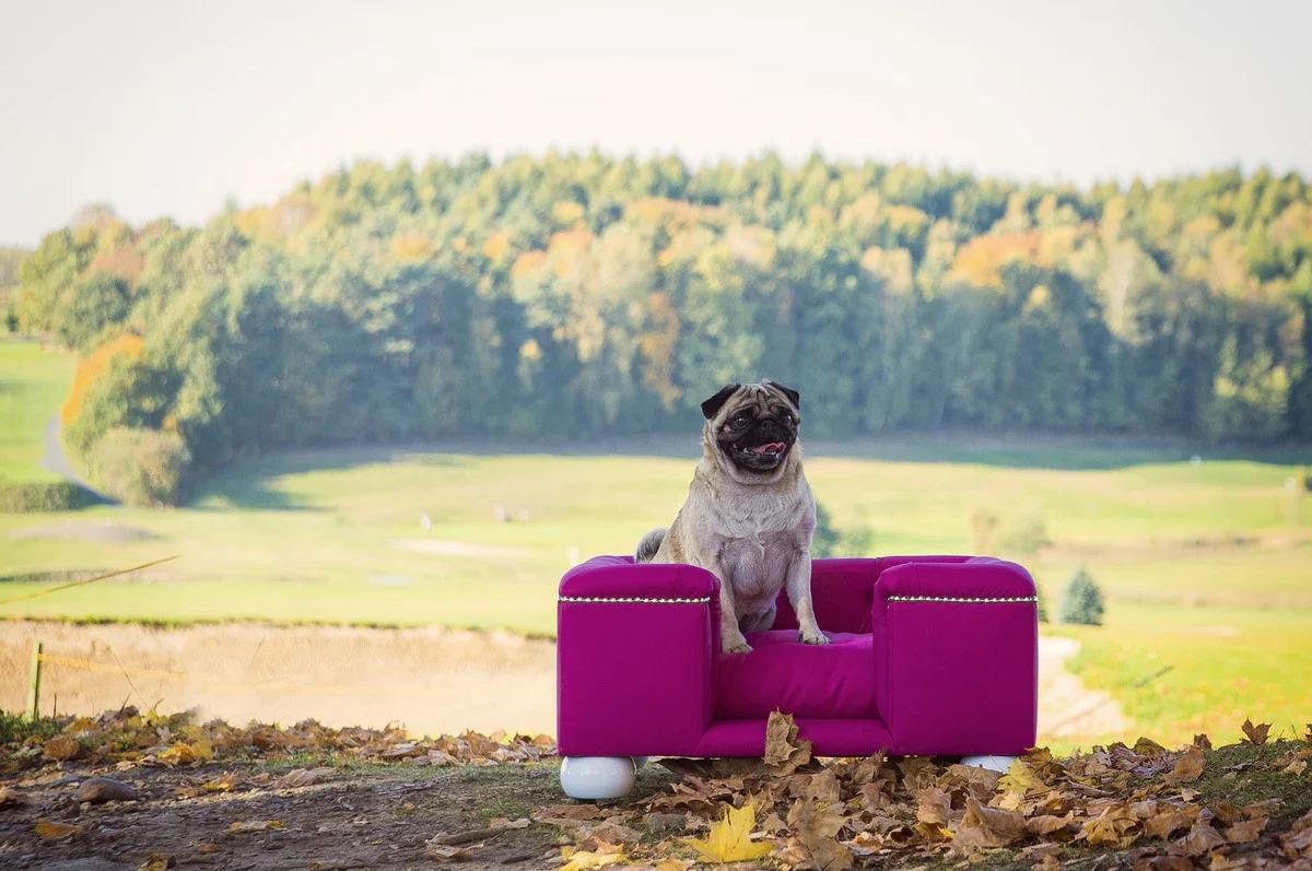 Casa Padrino cama para perros de lujo púrpura / blanco / púrpura 65 x 55 x A. 31 cm - Cama para perros rectangular moderna con cojín - Muebles para perros - Muebles para mascotas de lujo