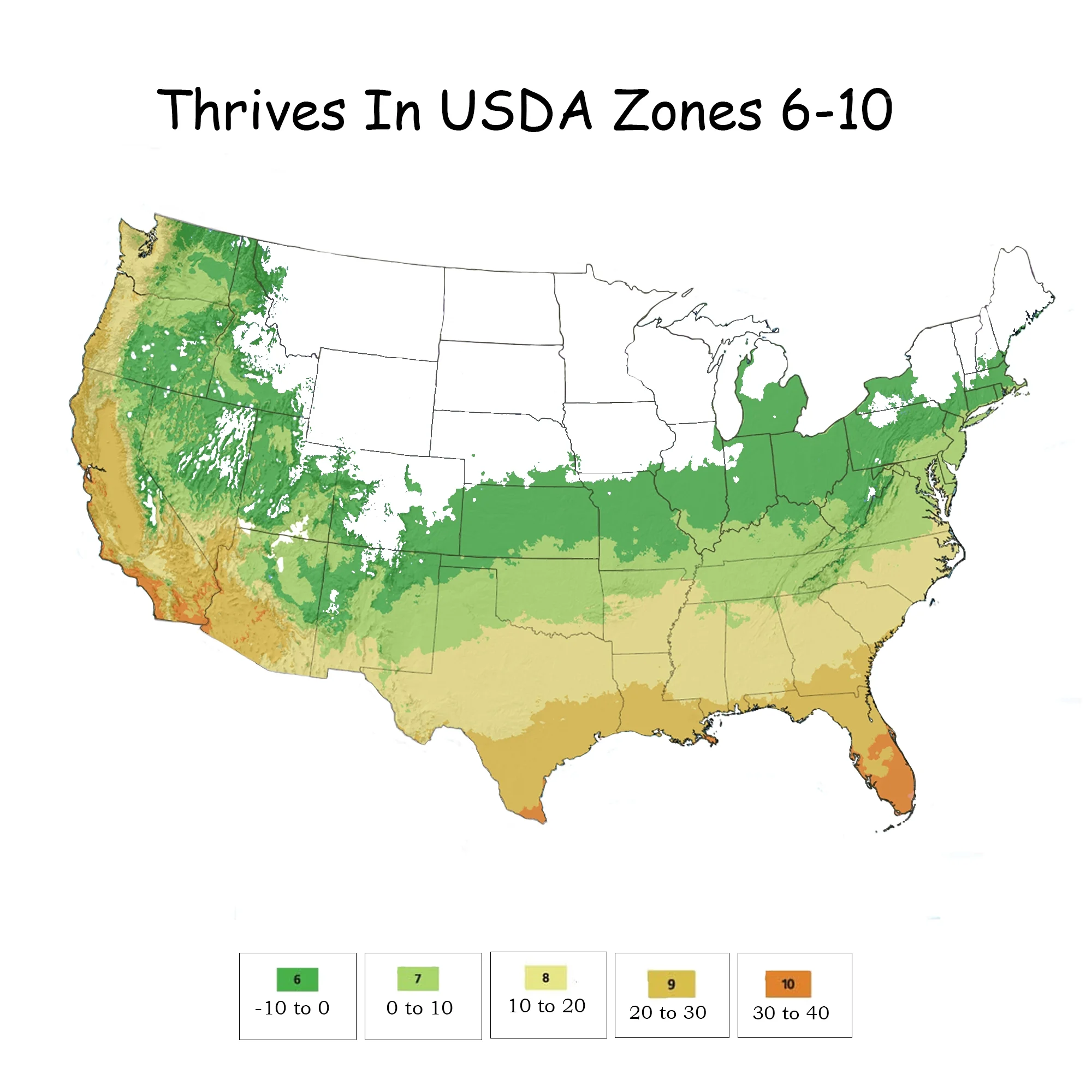 Encore Azalea Autumn Rouge Live Shrubs