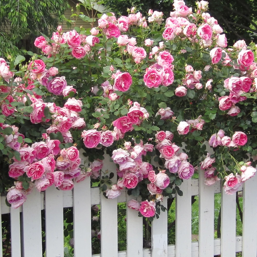 Heirloom Roses Rose Bush - Carefree Wonder™ Landscape , Live Rose Plant