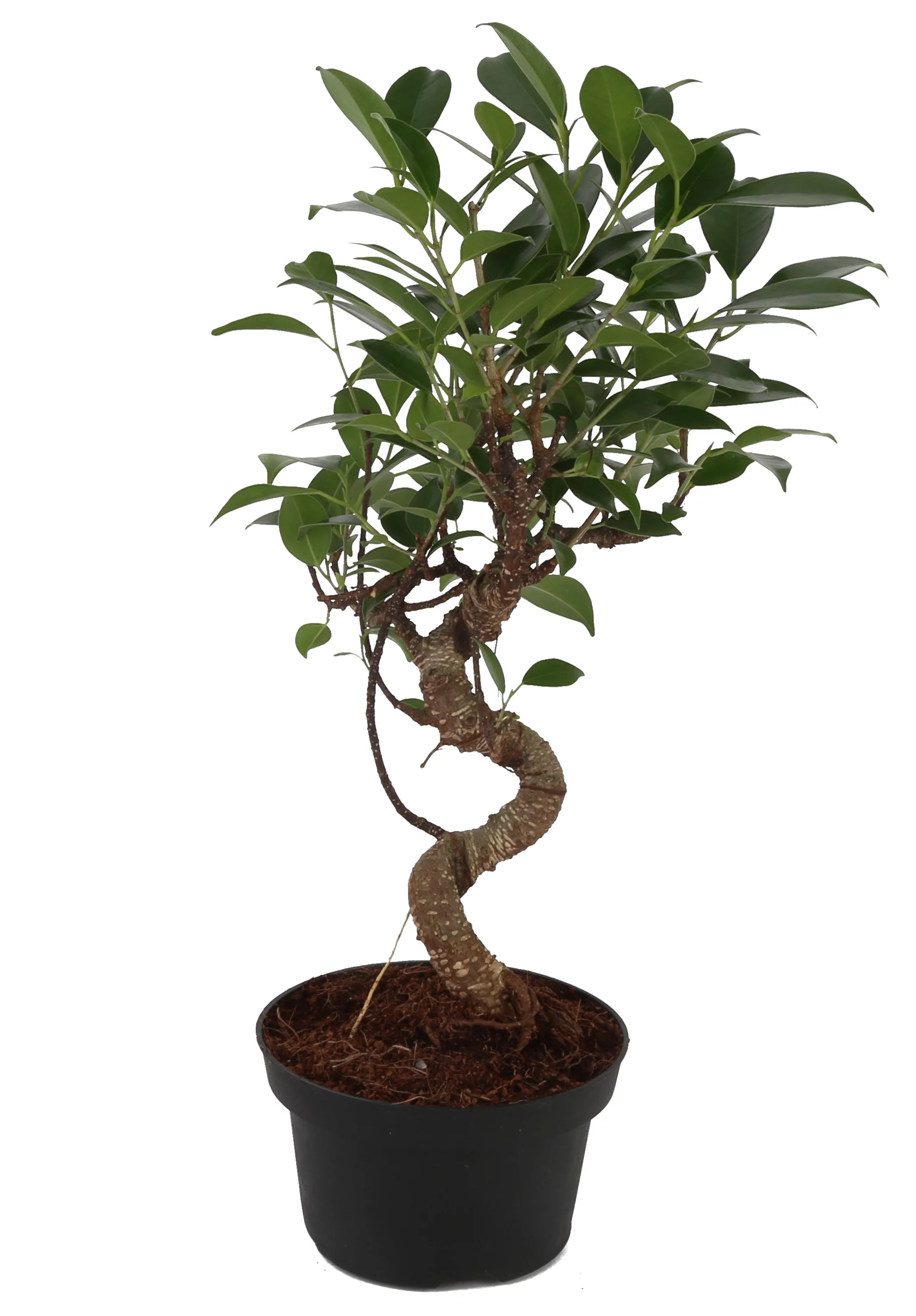 Costa Farms Live Indoor 21in. Tall Green Bonsai; Bright, Indirect Sunlight Plant in 6in. Grower Pot