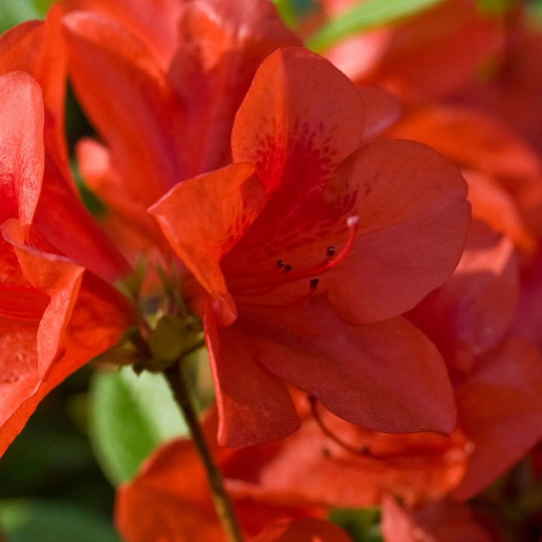 Encore Azalea Autumn Bravo (2 Gallon) Red Flowering Shrub - Full Sun Live Outdoor Plant