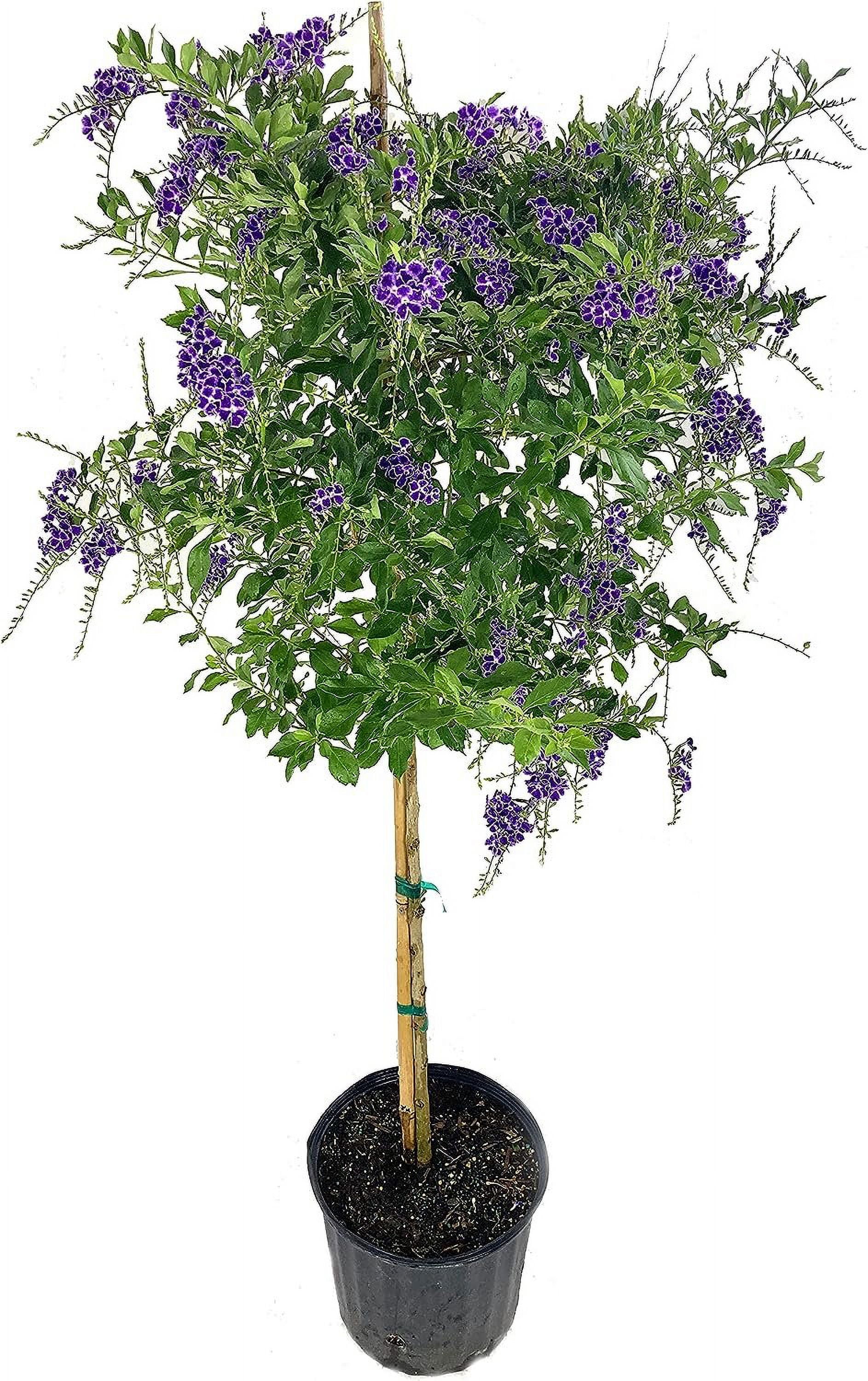 Sapphire Showers Duranta - Live Plant in a 10 Inch Pot - Duranta Erecta 