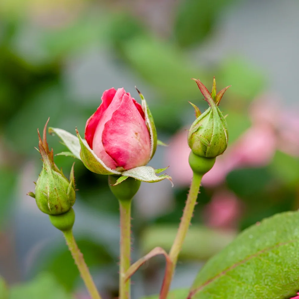 4-5 ft Double Pink Knock Out Rose Tree - Drought Tolerant - Year Long Re-blooms
