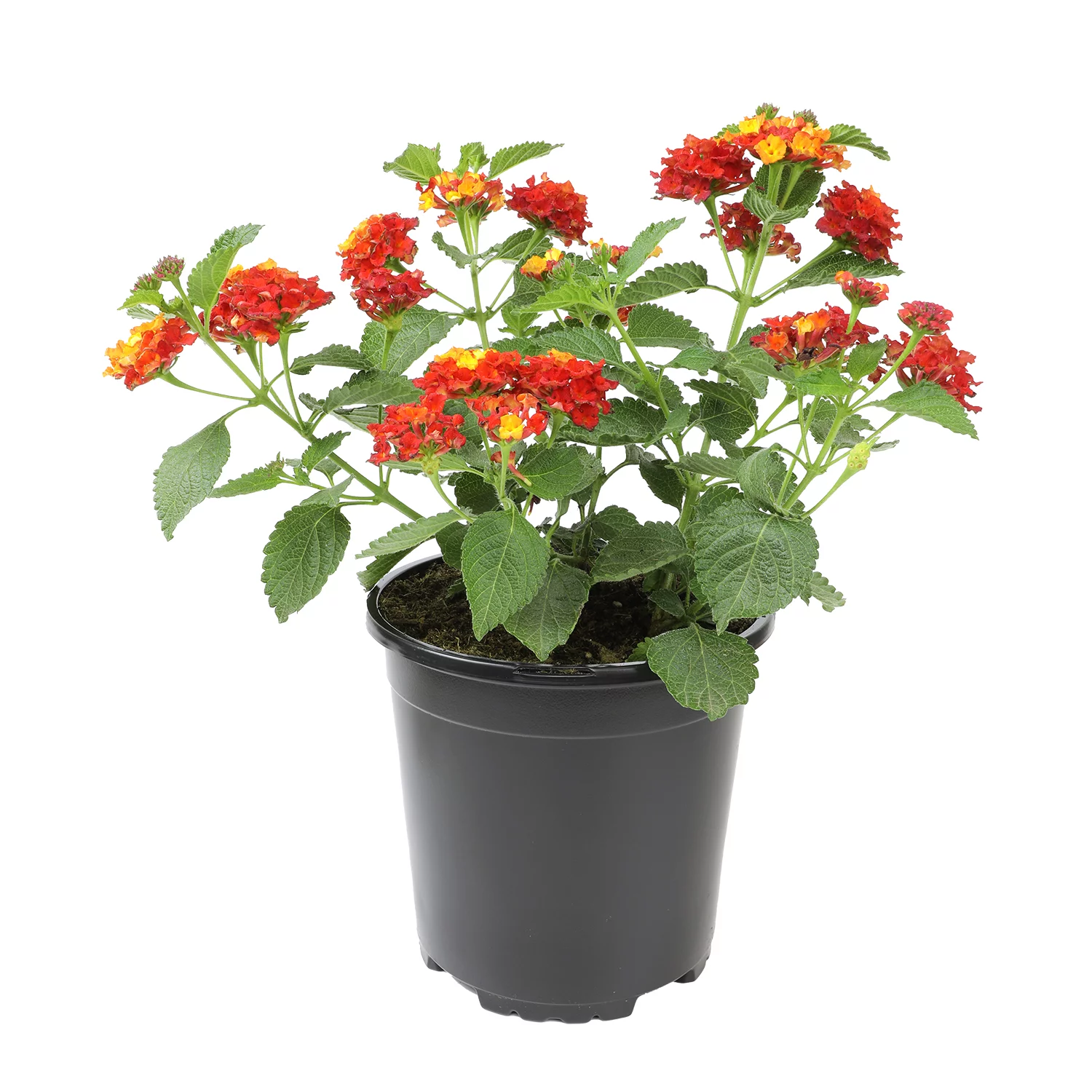 Expert Gardener 2.5QT Red Lantana Live Color Plant| 2.5 QT Grow Pot| Direct Sunlight| Flowering Plant| By Altman Plants