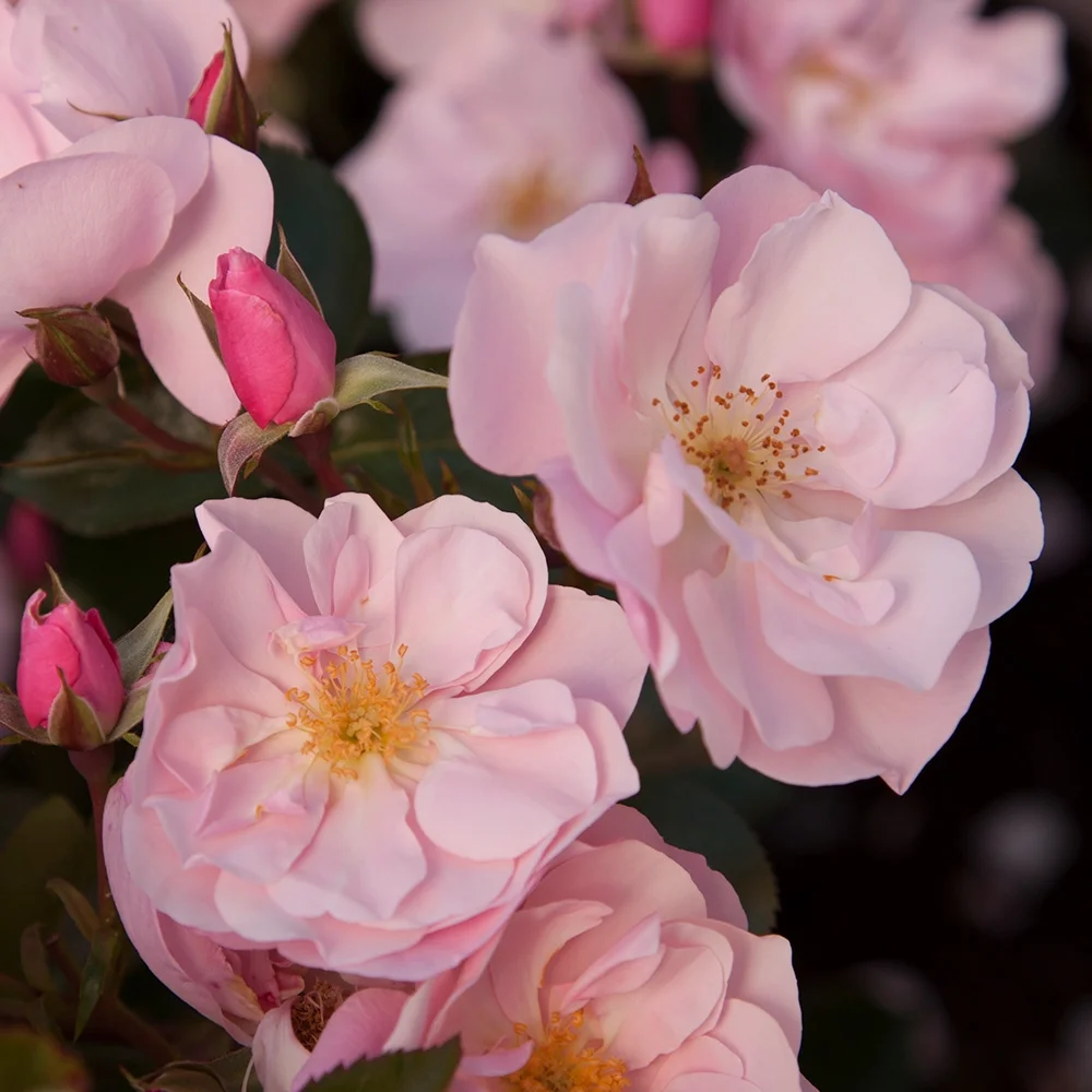 Heirloom Roses - Kateryna™ Shrub Rose Bush - Pink Rose Plants