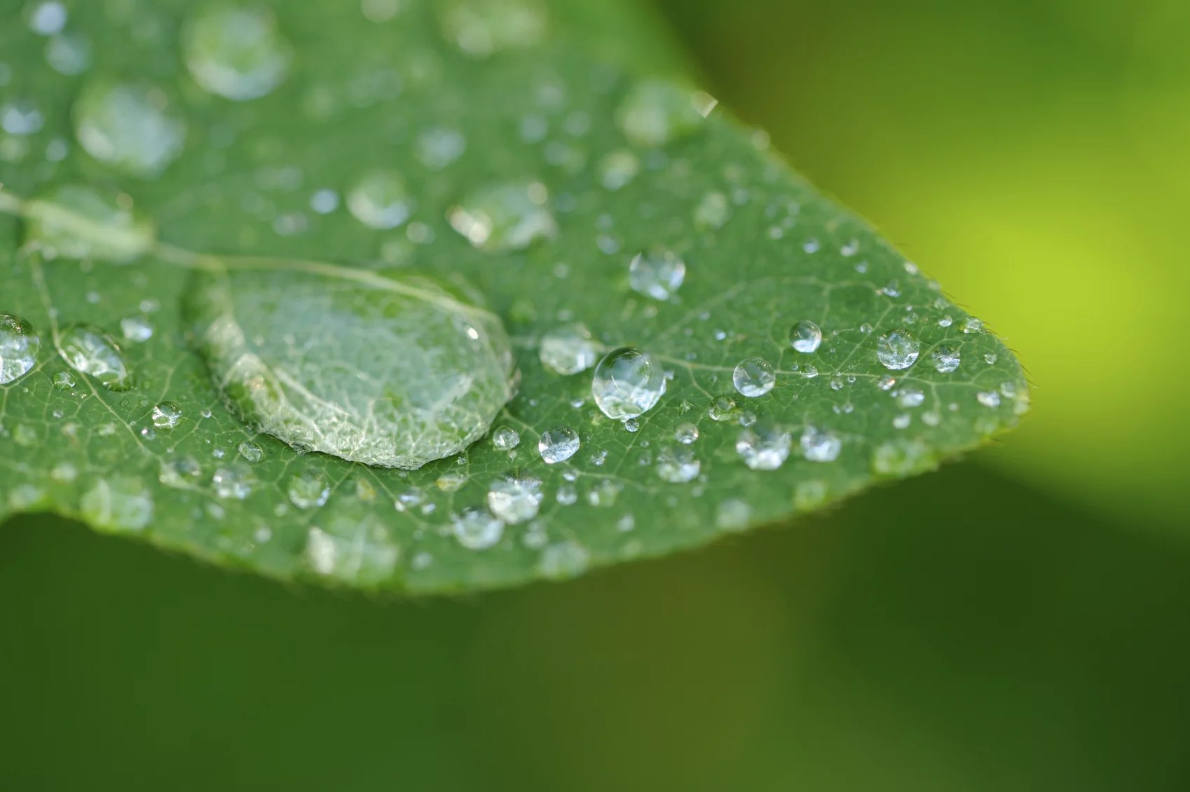 Canon EOS 5DS/5DS R 10x High Definition 2 Element Close-Up (Macro) Lens (62mm)