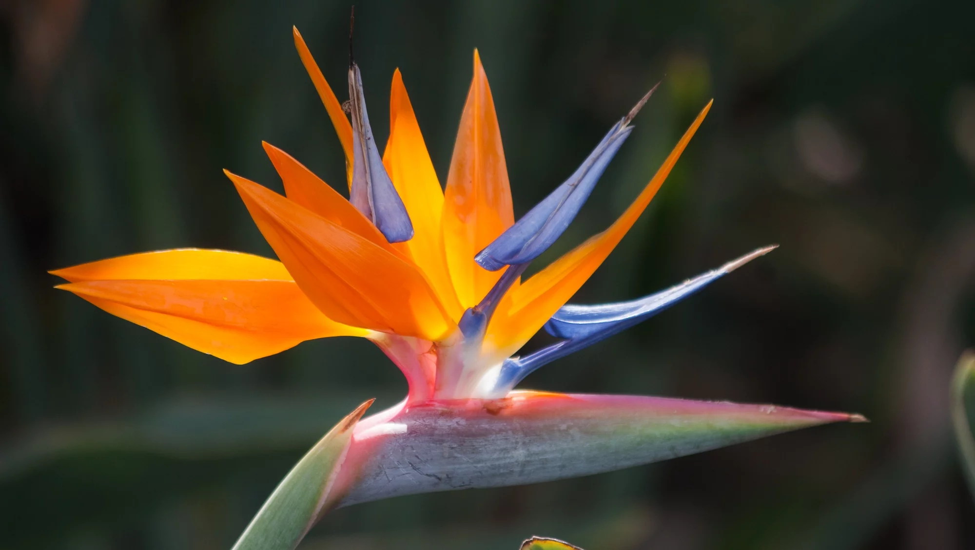 Bird of Paradise Strelitzia Reginae Flower Plant Seeds 2 Pks - Perennial, Full Sun, Discount Hawaiian Gifts