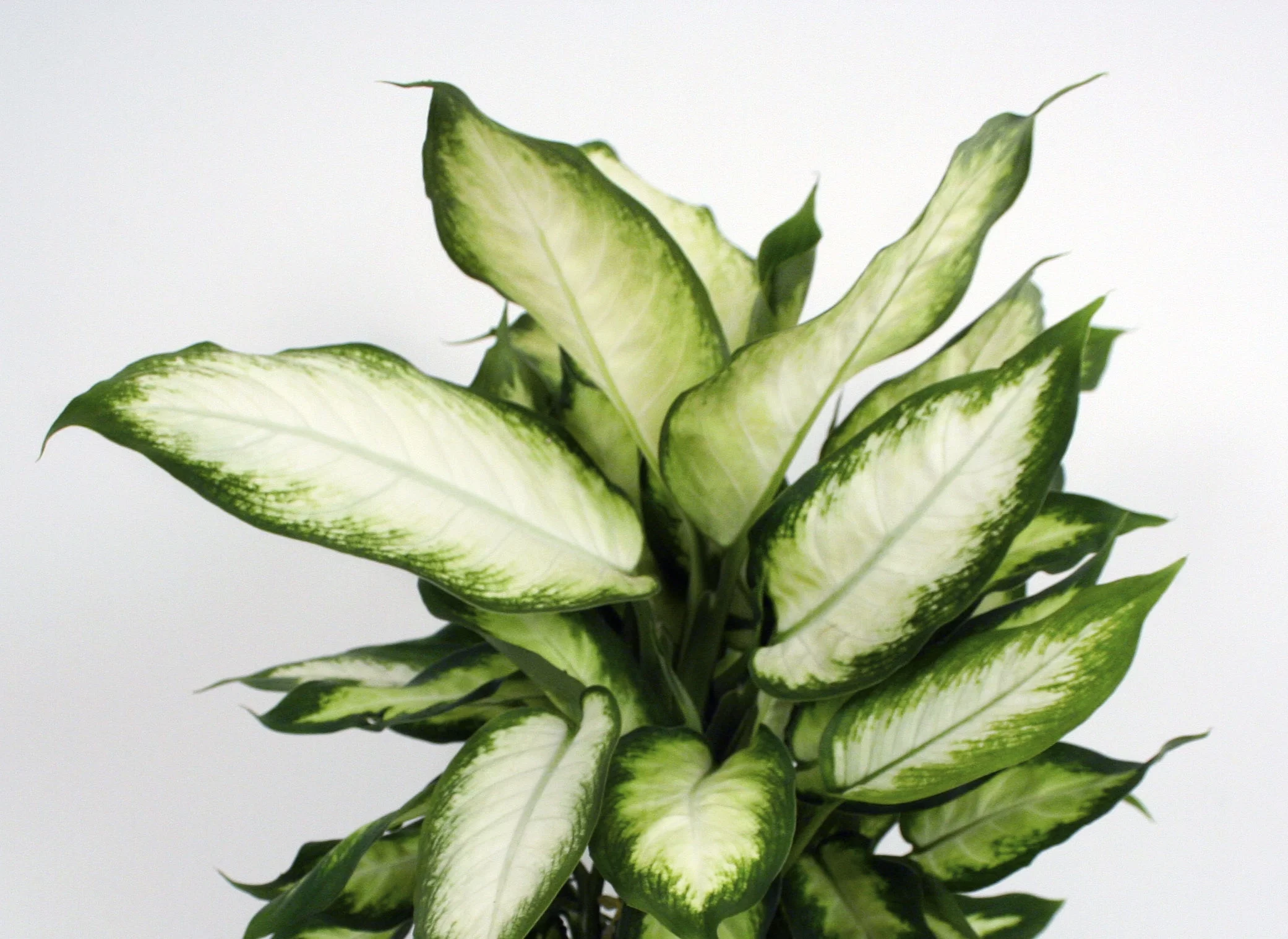 Costa Farms Live Indoor 12in. Tall Green Dieffenbachia, Indirect Sunlight, Plant in 6in. Grower Pot