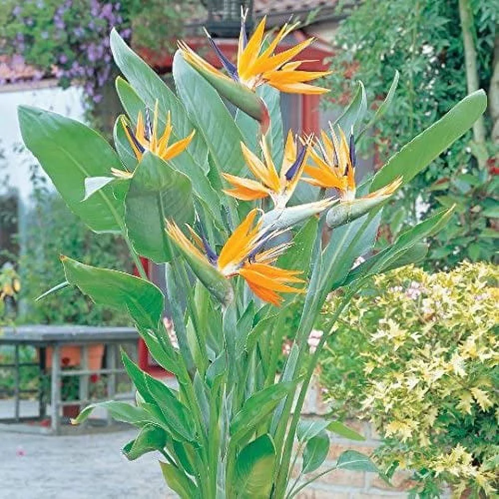 - Bird of Paradise (Strelitzia Reginae) - 1 Plants - 1 Feet Tall - Ship in 1 Gal Pot