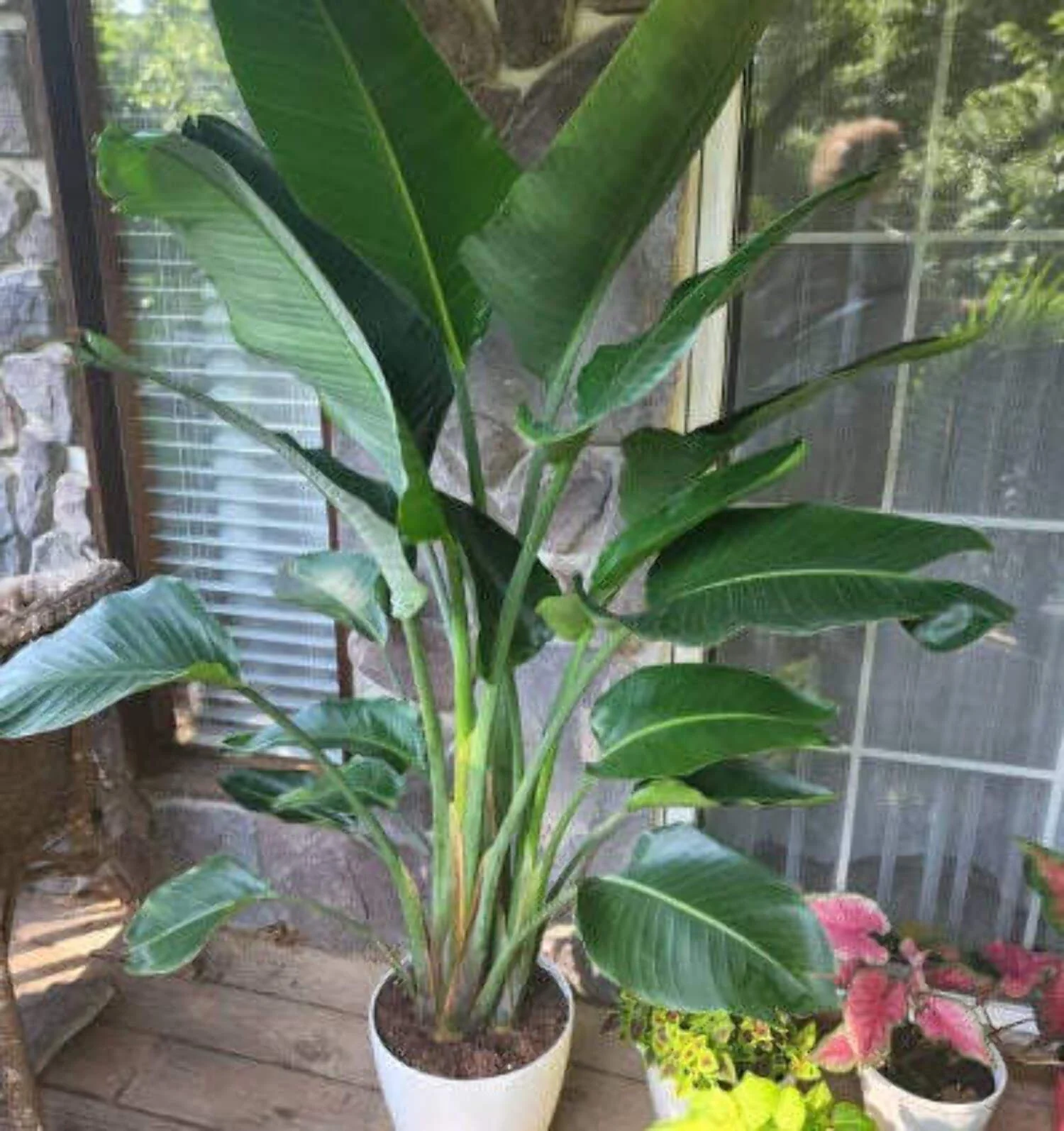 Bird of Paradise White, Strelitzia Nicolai 2-3ft High