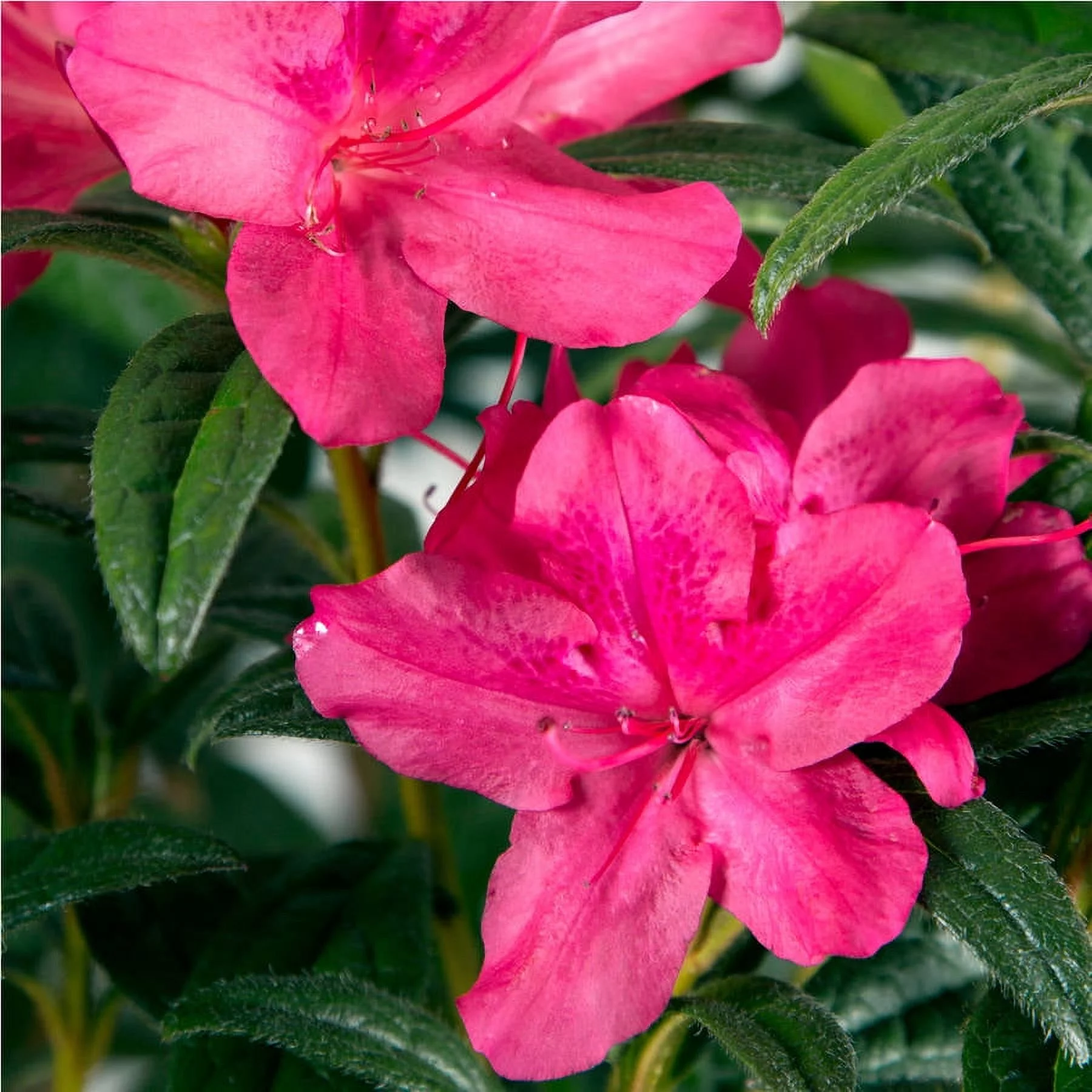 Encore Azalea Autumn Jewel (3 Gallon) Pink Flowering Shrub - Full Sun Live Outdoor Plant