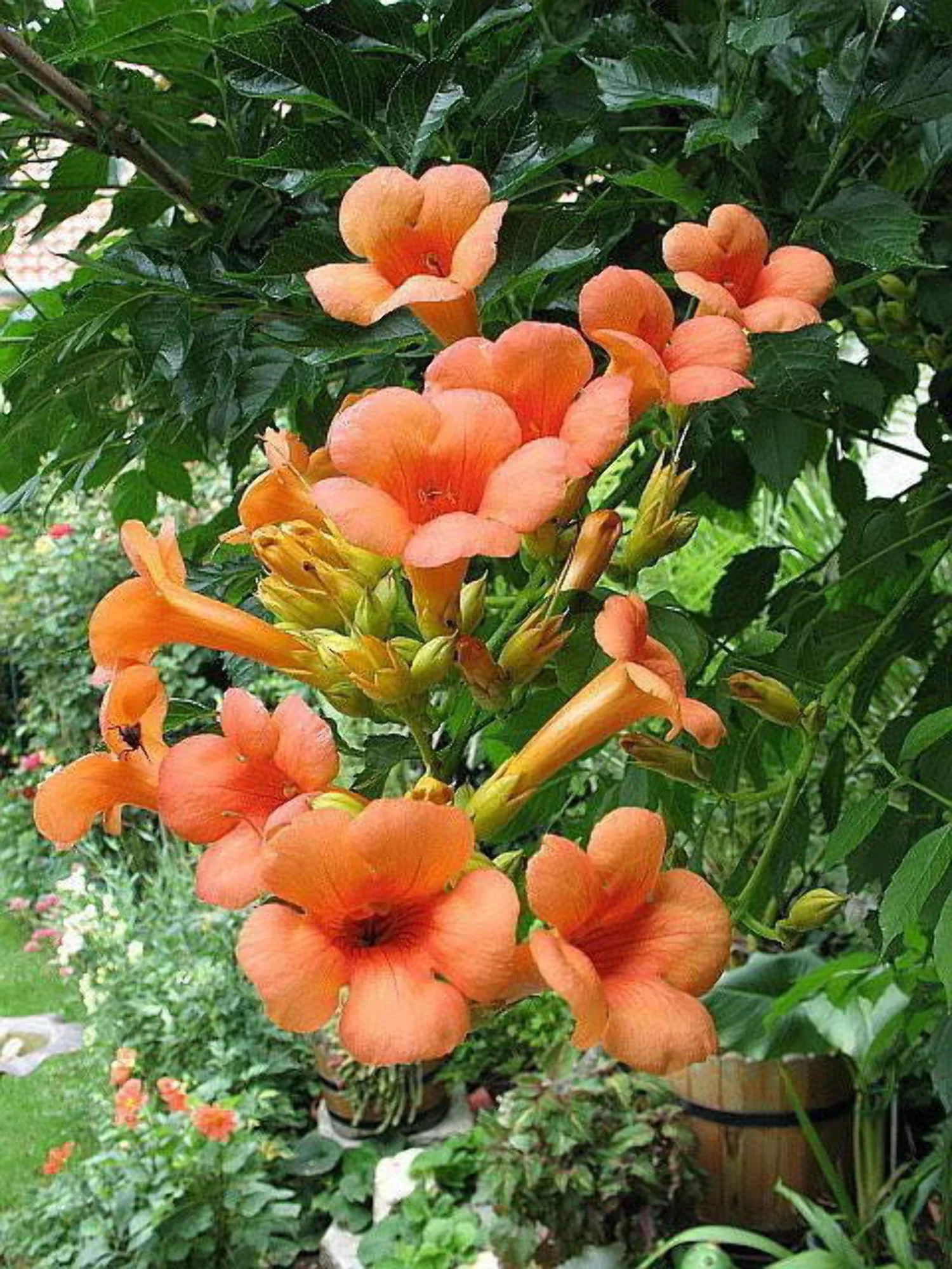 25 Orange HUMMINGBIRD TRUMPET CREEPER Campsis Radicans Vine Flower Seeds