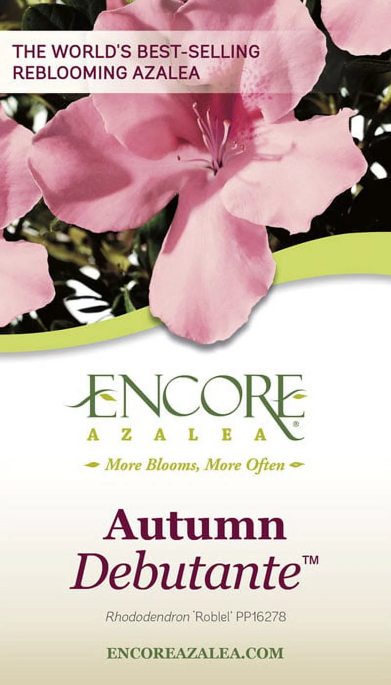 Encore Azalea Autumn Debutante (2 Gallon) Pink Flowering Shrub - Full Sun Live Outdoor Plant