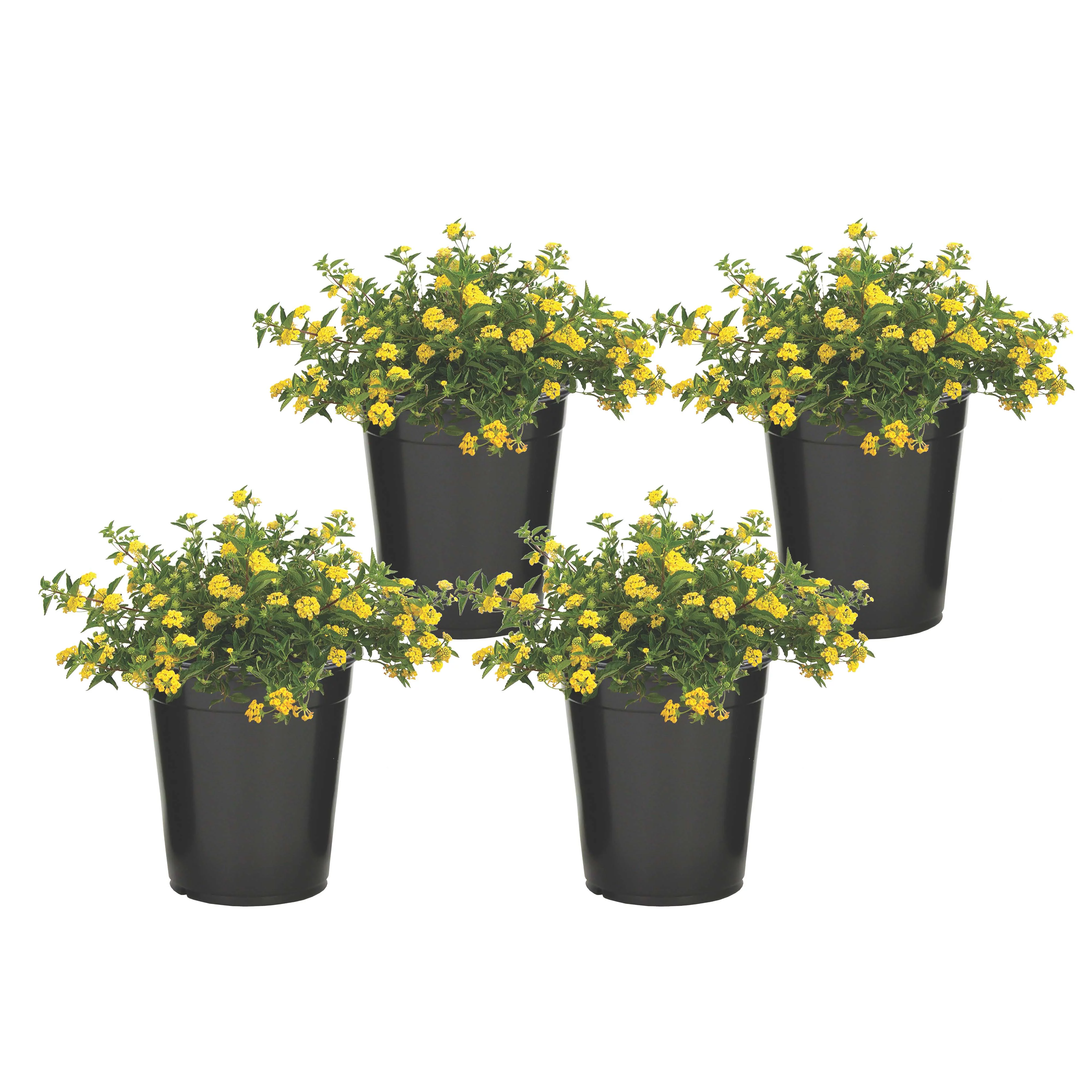 Altman Plants 1 Quart Gold Lantana New Gold Live Plants Pot (4 Pack)