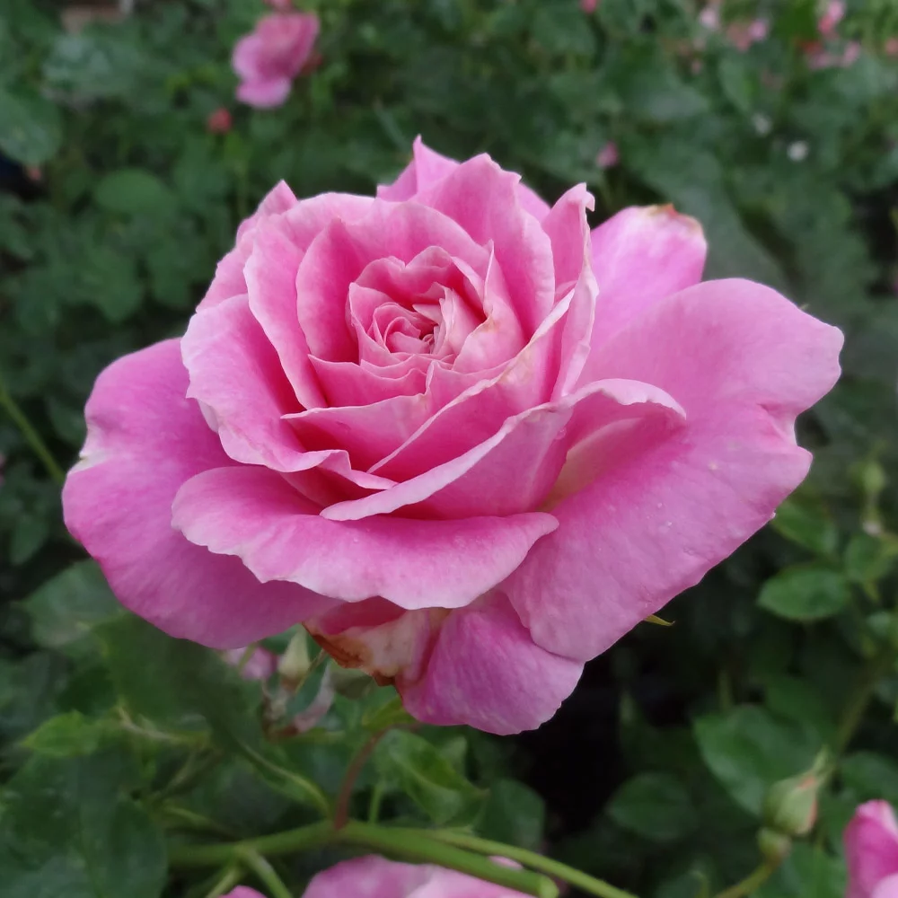 Heirloom Roses Pink Live Plant - St. Elisabeth of Hungary Shrub Rose Flowers - Live Rose Bush For Planting