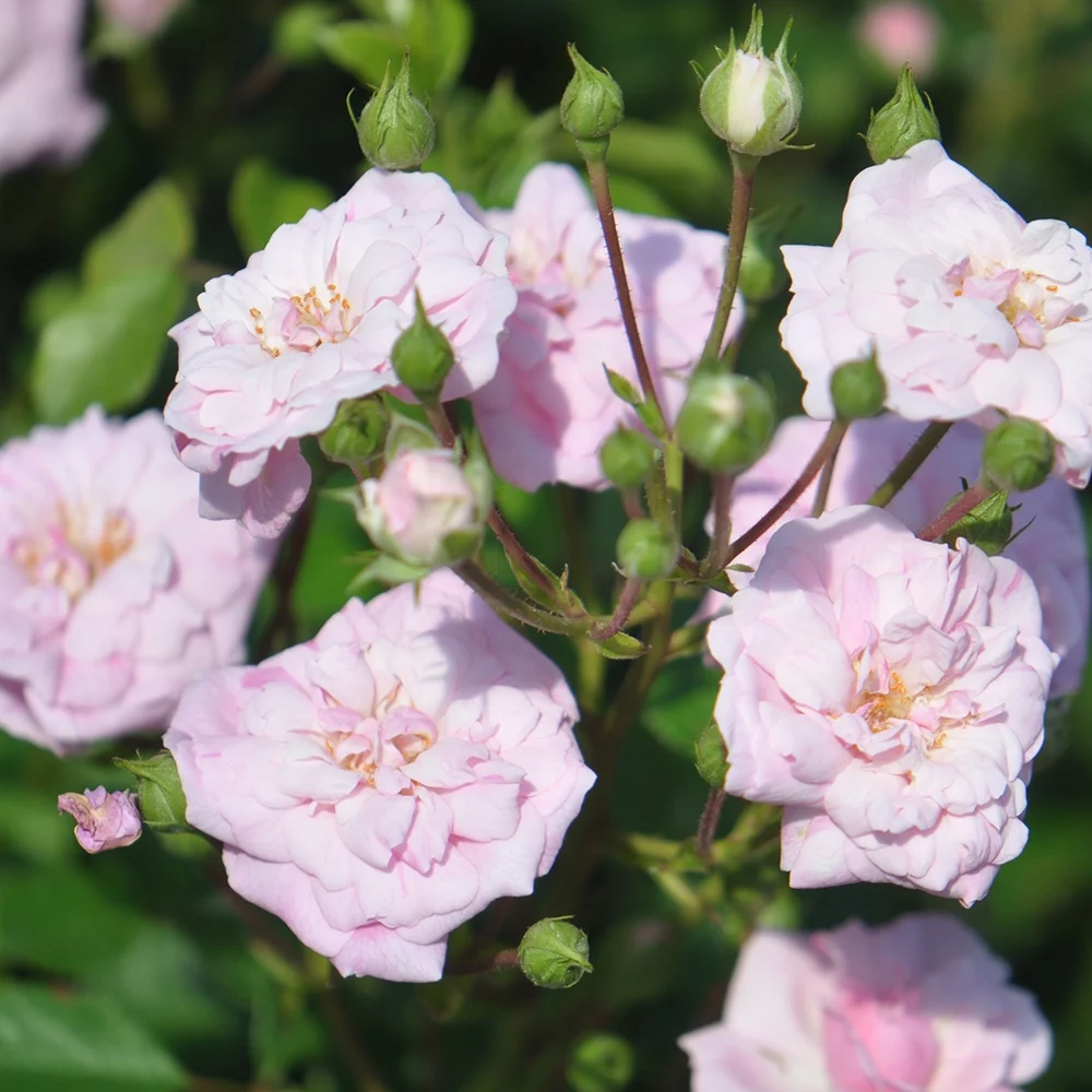 Heirloom Roses - Rural England Shrub Rose - Live One Gallon Pink Plant For Outdoors