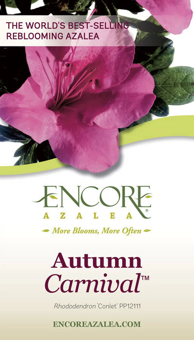 Encore Azalea Autumn Carnival (2 Gallon) Pink Flowering Shrub - Full Sun Live Outdoor Plant