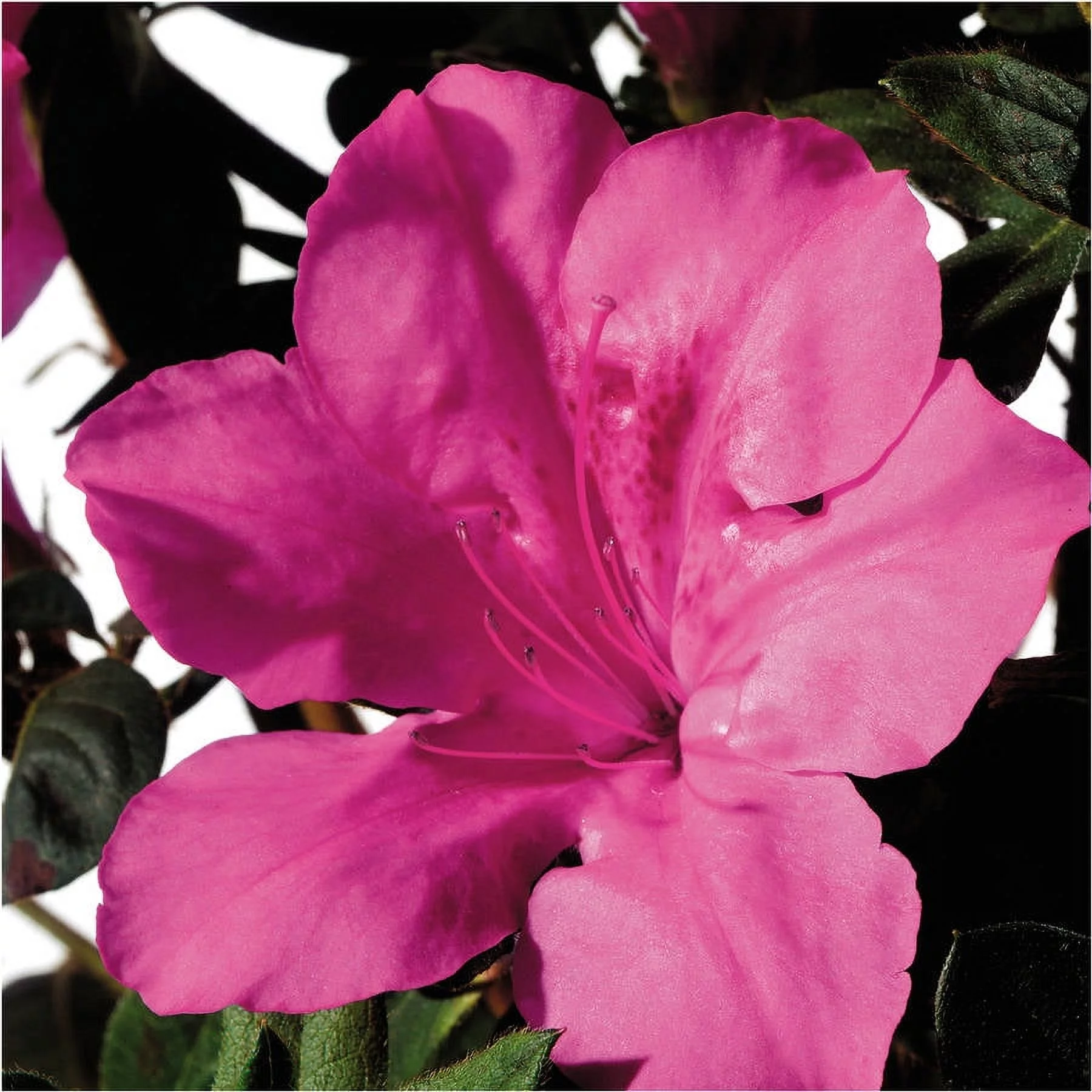 Encore Azalea Autumn Sangria (2 Gallon) Pink Flowering Shrub - Full Sun Live Outdoor Plant