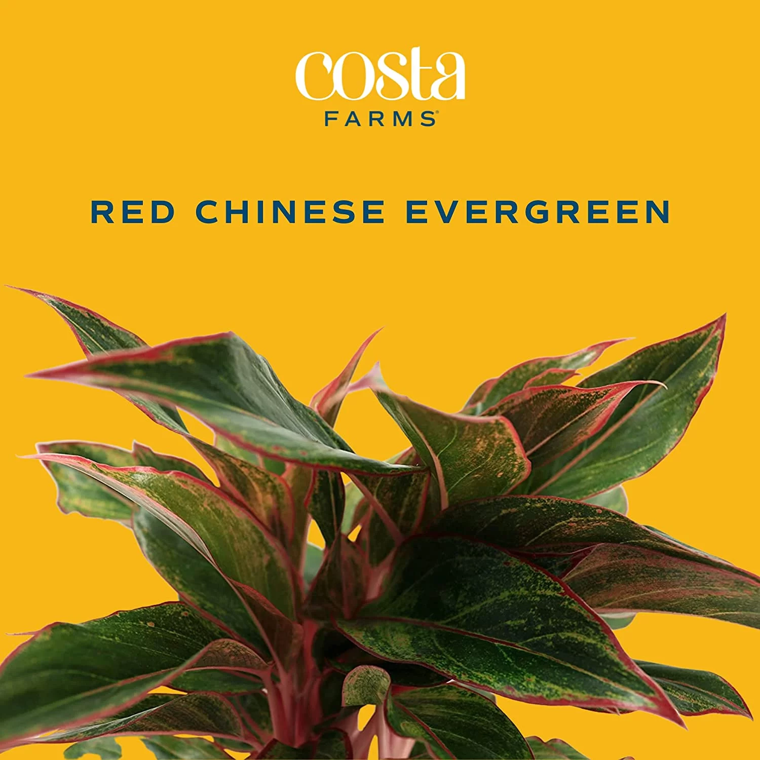 Costa Farms Aglaonema Red Chinese Evergreen Live Indoor Plant, 14-Inches Tall, Ships in Grower's Pot