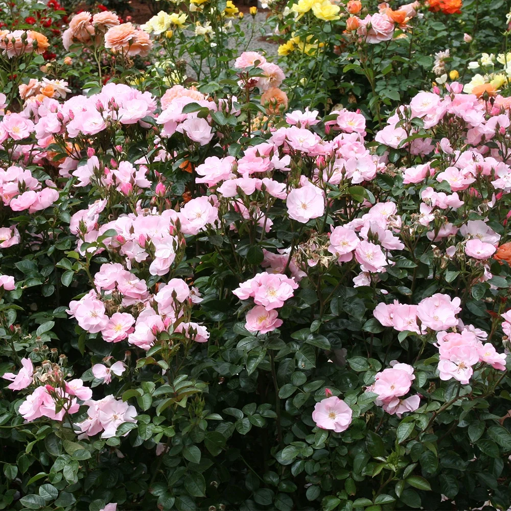 Heirloom Roses - Kateryna™ Shrub Rose Bush - Pink Rose Plants
