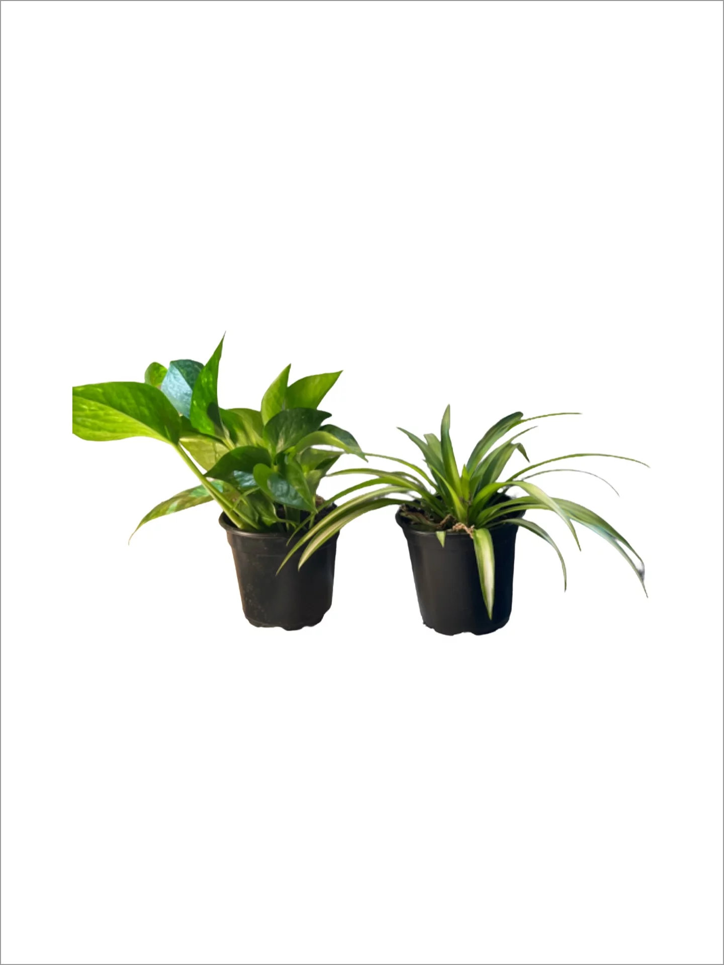 Succulents & Such 2 Pack Tropical Plant Set 4