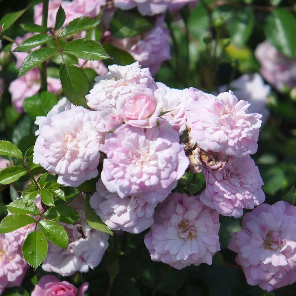 Heirloom Roses - Rural England Shrub Rose - Live One Gallon Pink Plant For Outdoors