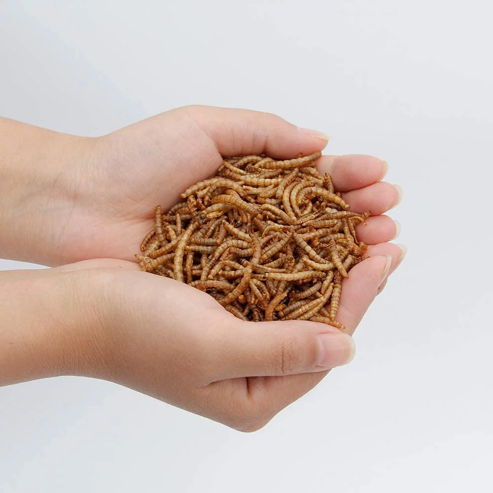 Euchirus 22LB Non-GMO Dried Mealworms for Wild Bird Chicken Fish,High-Protein,Lrage Meal Worms.