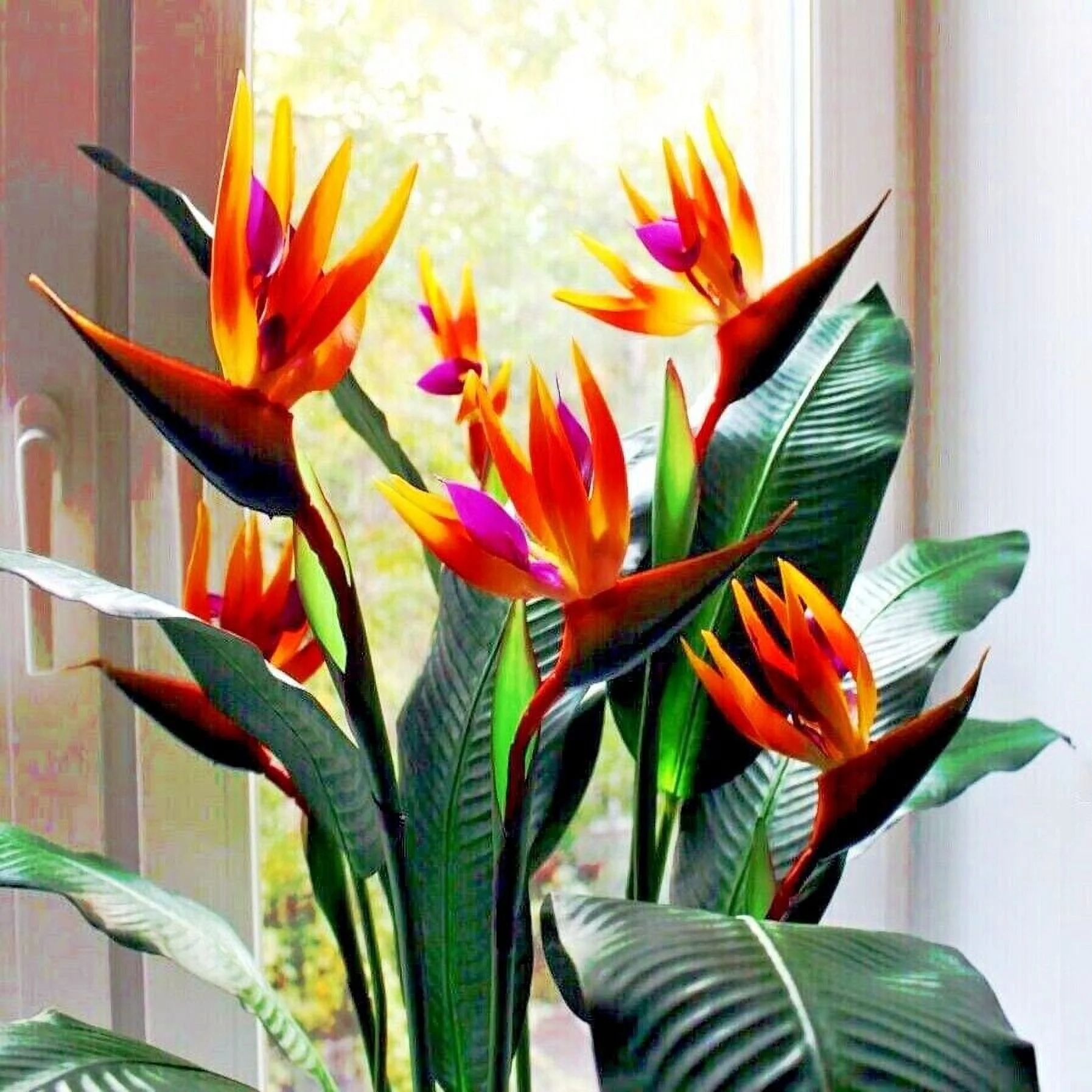 ORANGE BIRD of PARADISE SEEDS (Strelitzia reginae) Tropical Crane Flower Plant, 5 Seeds