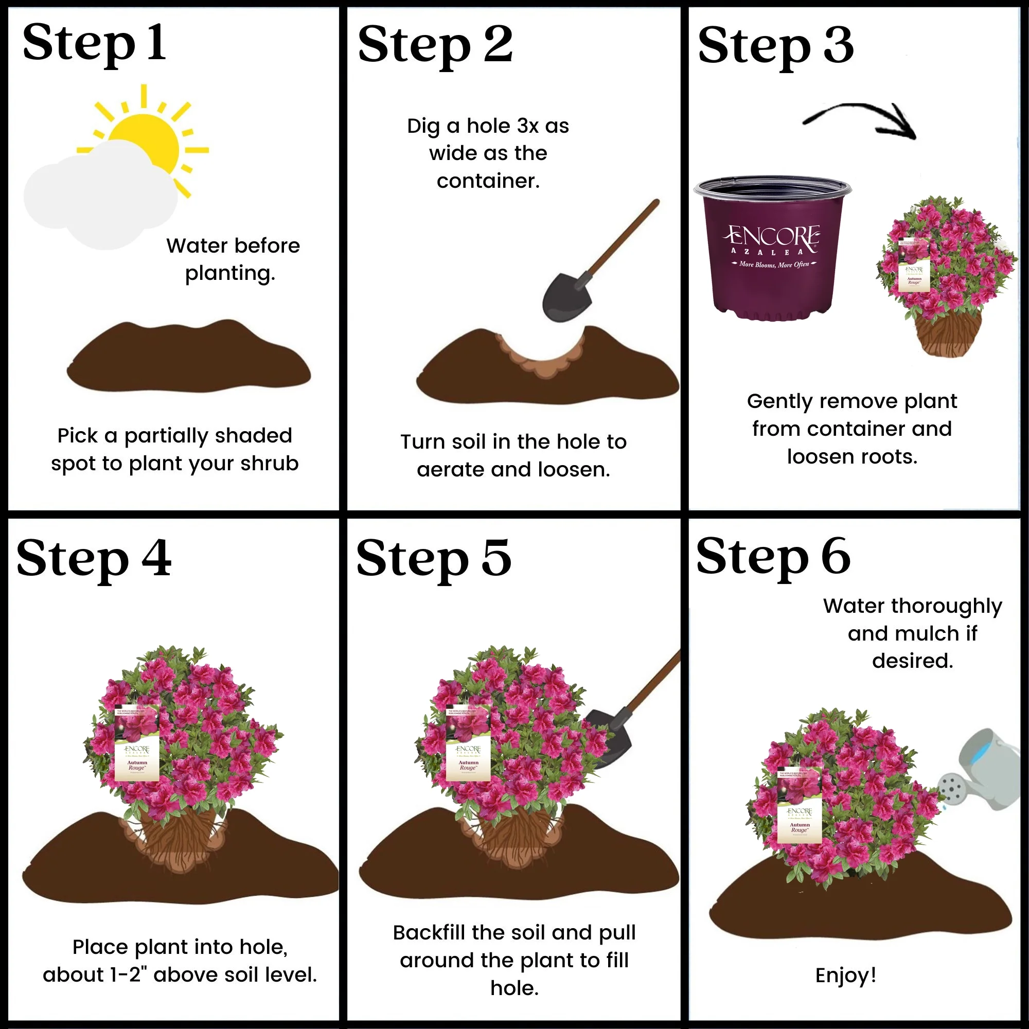 Encore Azalea Autumn Rouge Live Shrubs