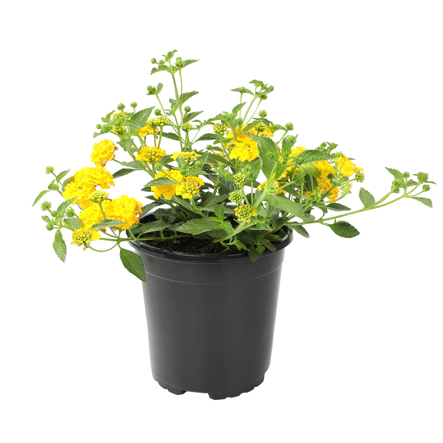 Expert Gardener 2.5QT Gold Lantana Live Plant| 2.5 QT Grow Pot| Direct Sunlight| Flowering Plant| By Altman Plants