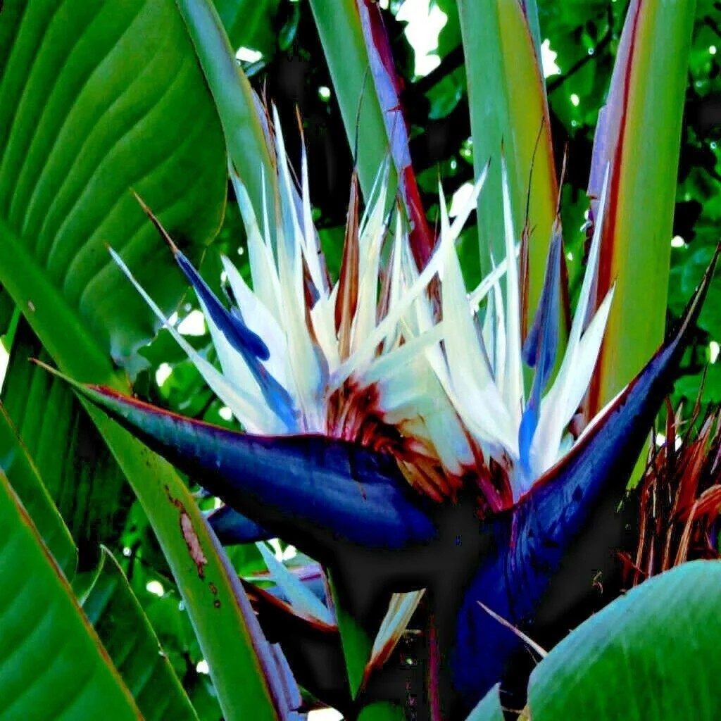 GIANT WHITE BIRD of PARADISE SEEDS (Strelitzia nicolai) Tropical Flower Plant, 10 Seeds