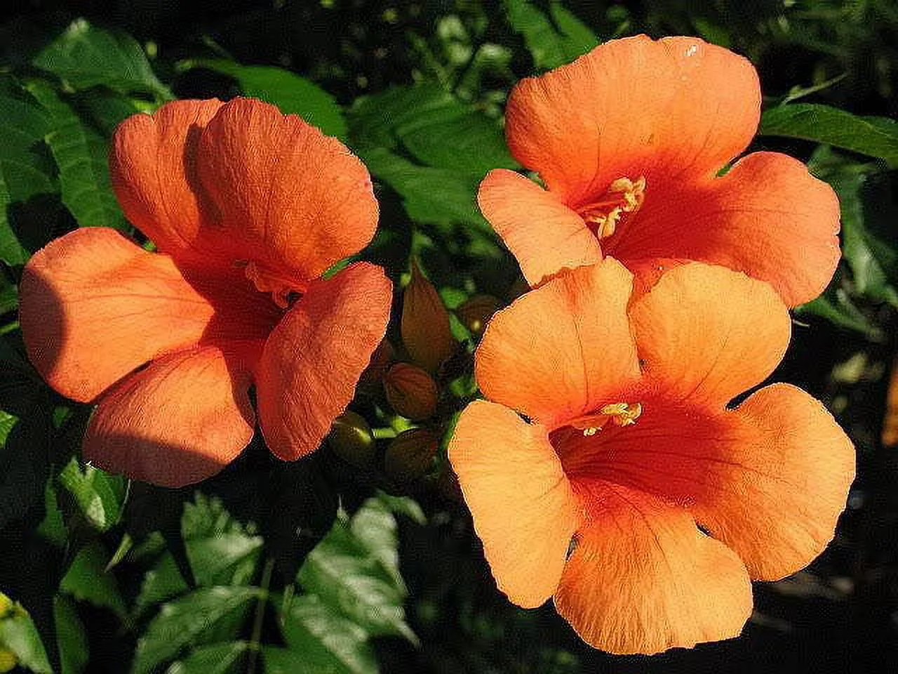 25 Orange HUMMINGBIRD TRUMPET CREEPER Campsis Radicans Vine Flower Seeds