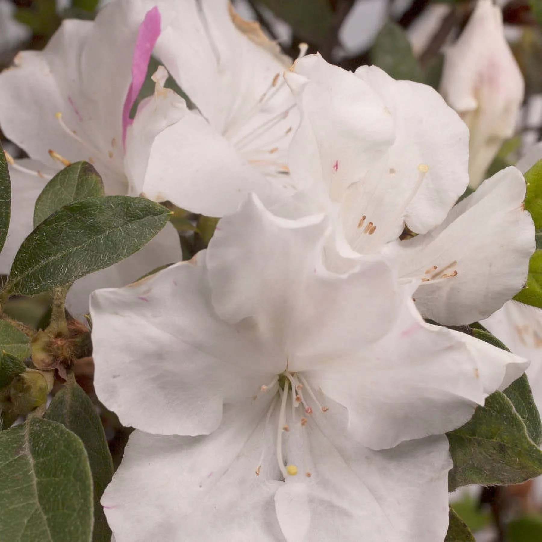 Encore Azalea Autumn Lily (2 Gallon) White Flowering Shrub - Full Sun Live Outdoor Plant