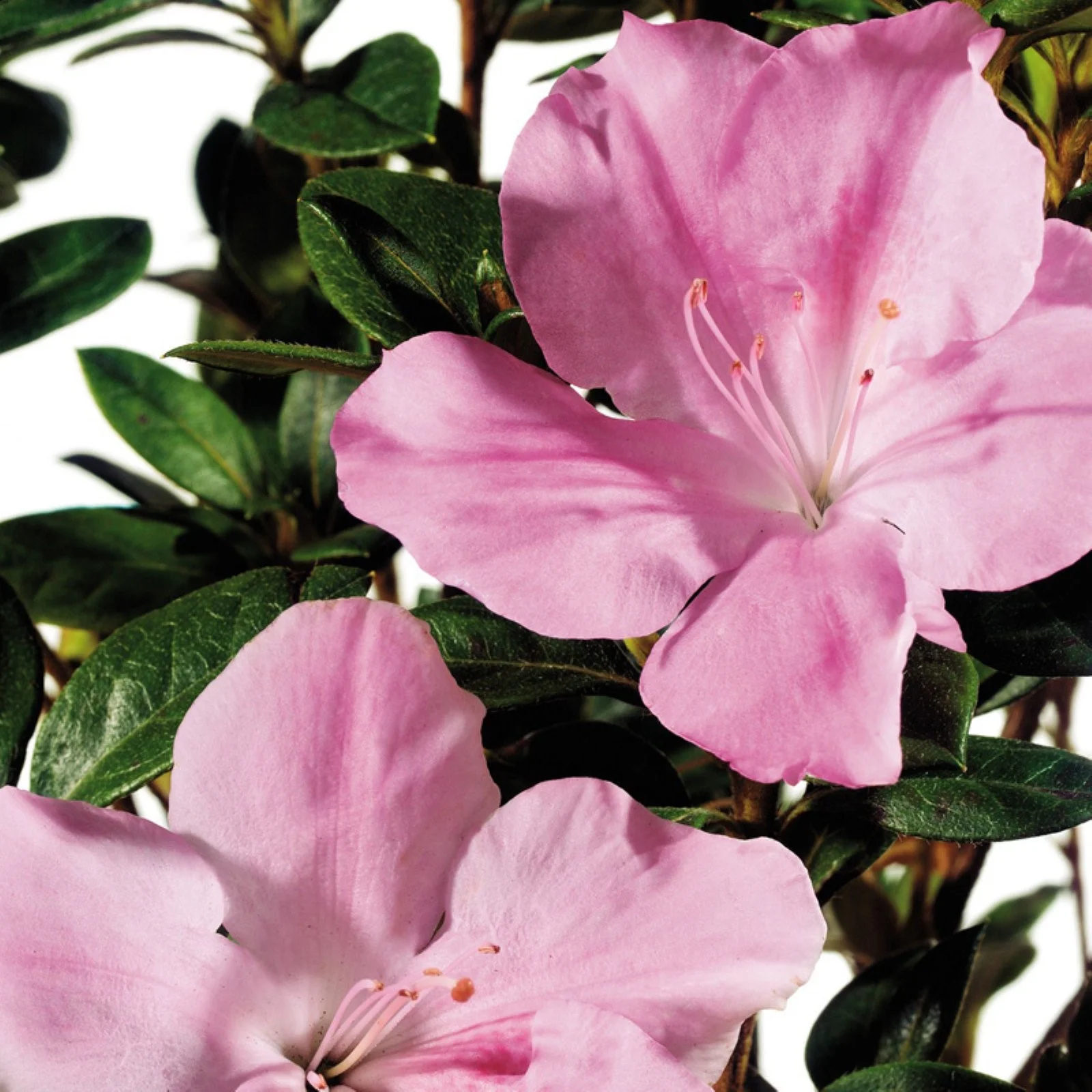 Encore Azalea Autumn Sweetheart (3 Gallon) Pink and White Flowering Shrub - Full Sun Live Outdoor Plant