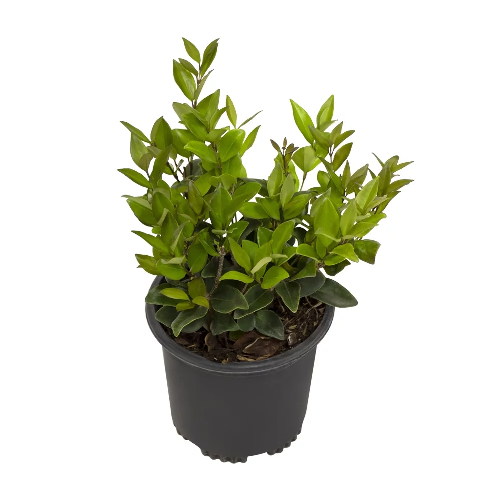 Altman Plants 1Gal Ligustrum Japonicum Live Plant Pot
