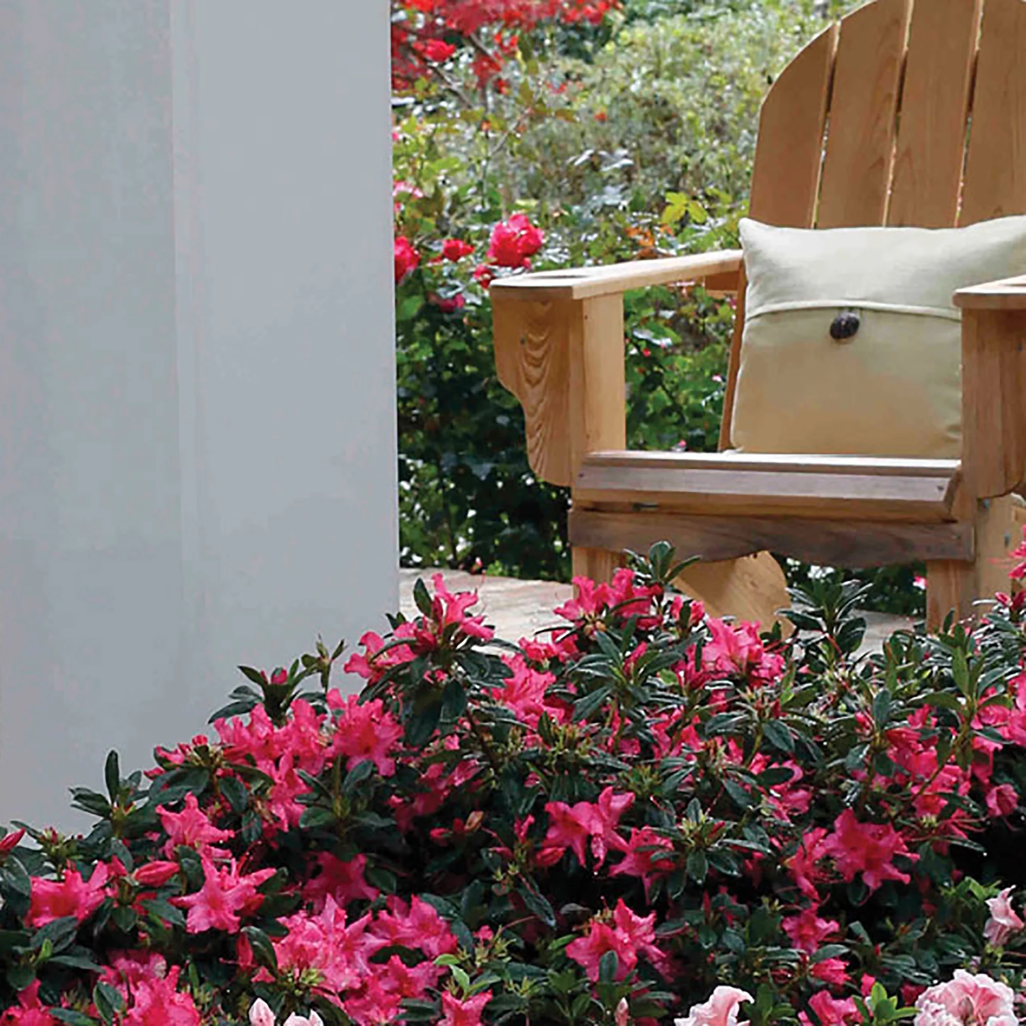 Encore Azalea Autumn Rouge Live Shrubs