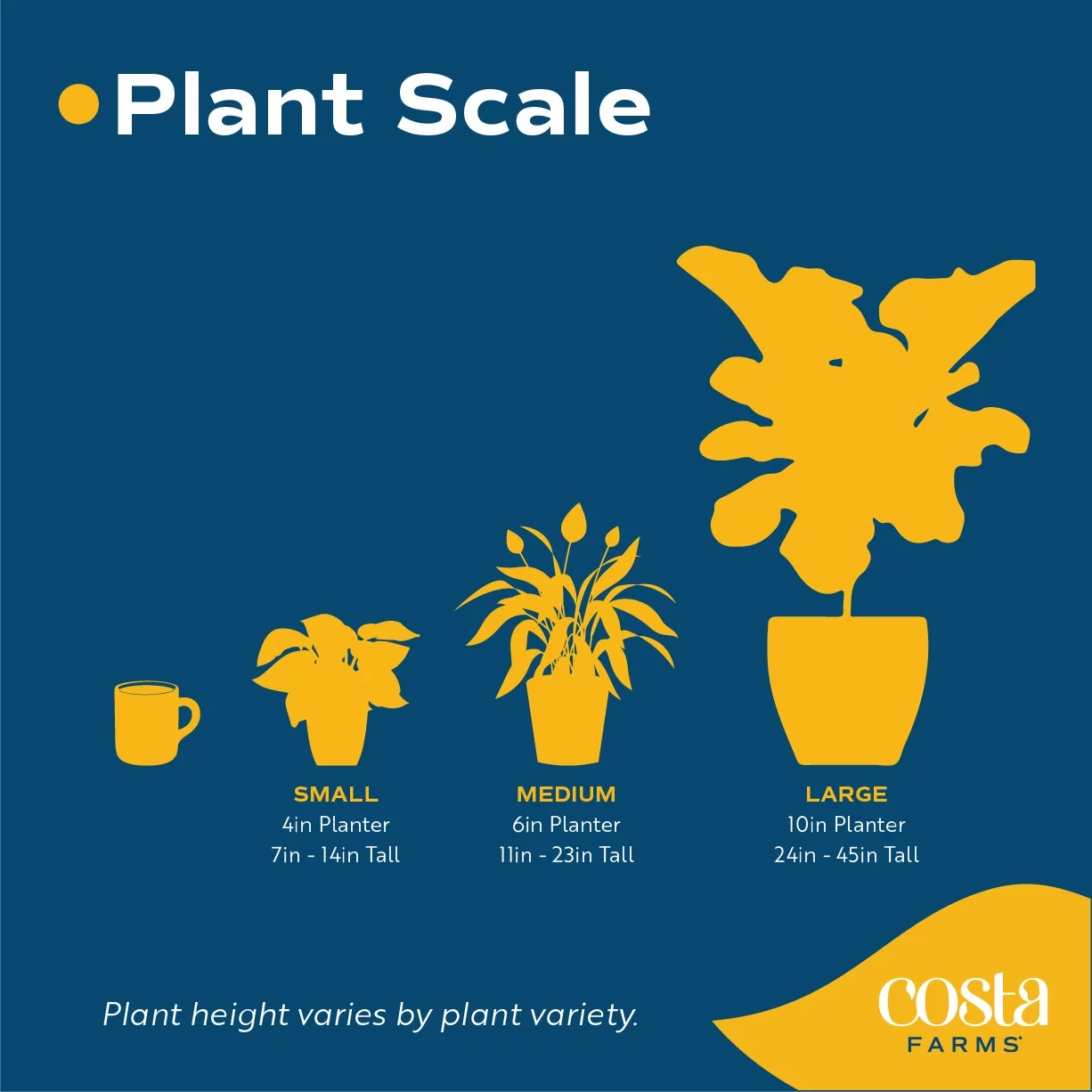 Costa Farms Live Indoor 21in. Tall Green Bonsai; Bright, Indirect Sunlight Plant in 6in. Grower Pot