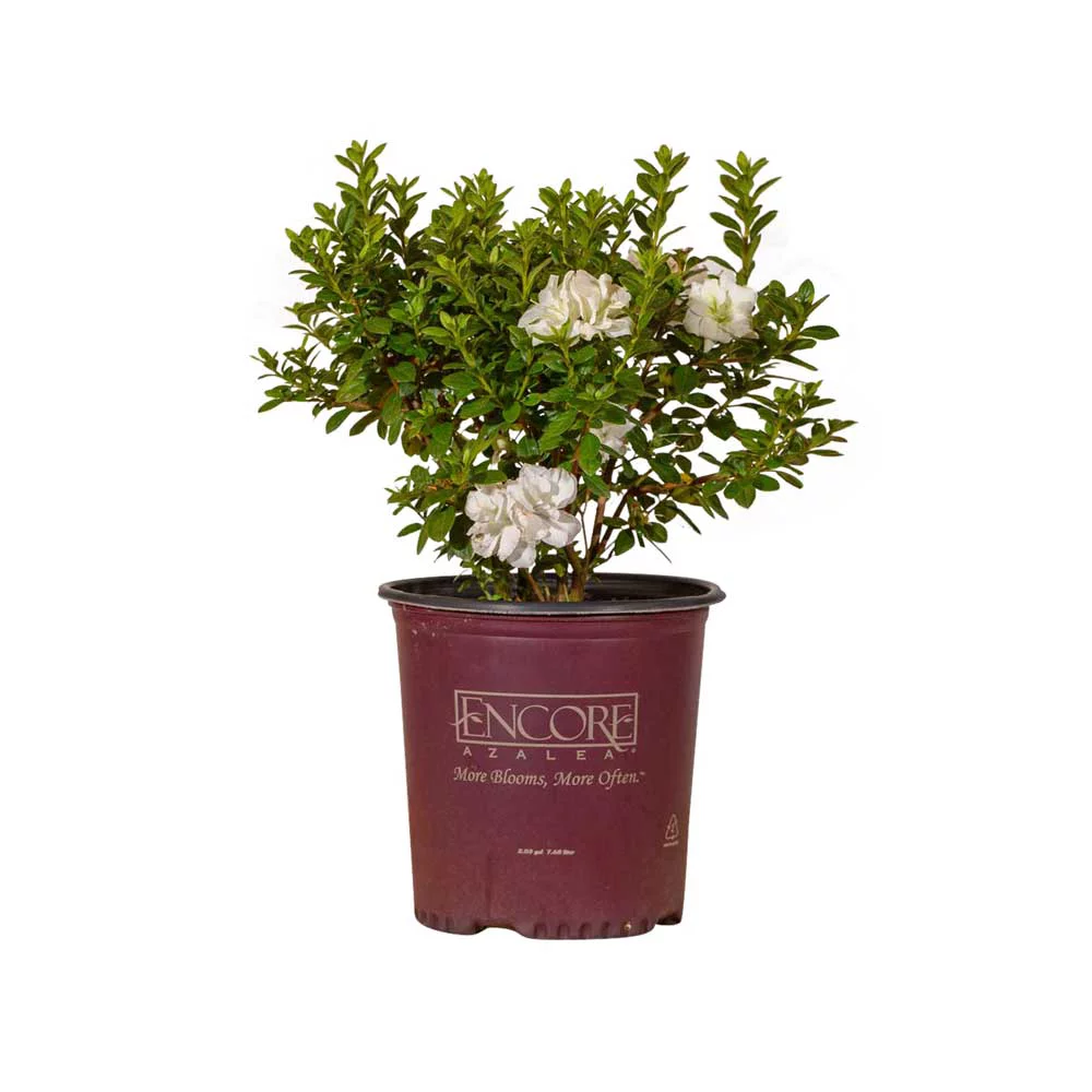 Encore Azalea Autumn Moonlight (2 Gallon) White Flowering Shrub - Full Sun Live Outdoor Plant