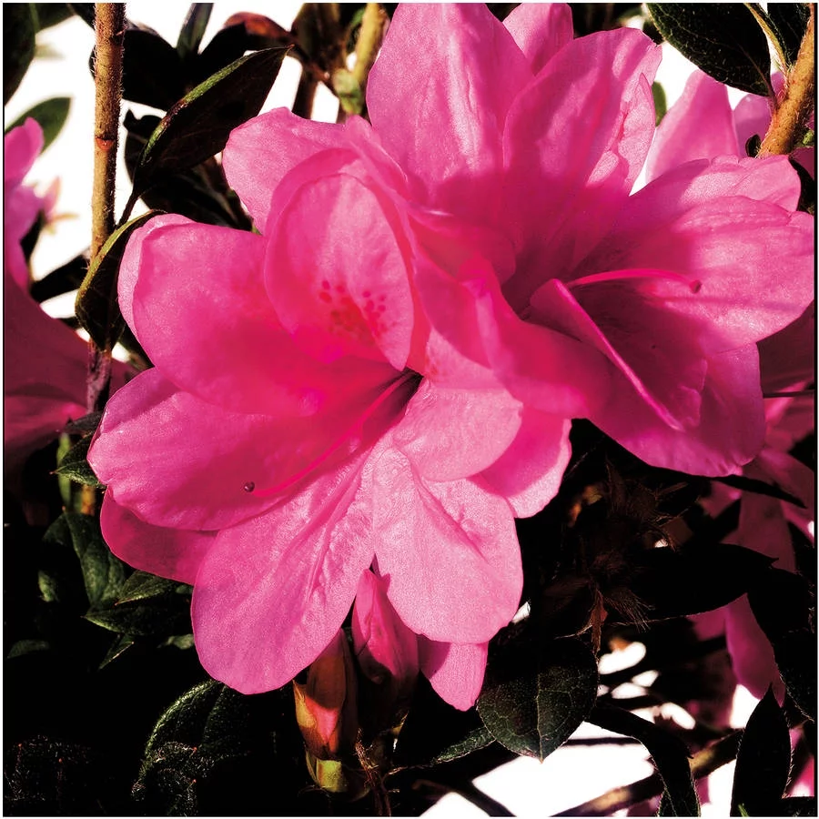 Encore Azalea Autumn Empress (3 Gallon) Pink Flowering Shrub - Full Sun Live Outdoor Plant