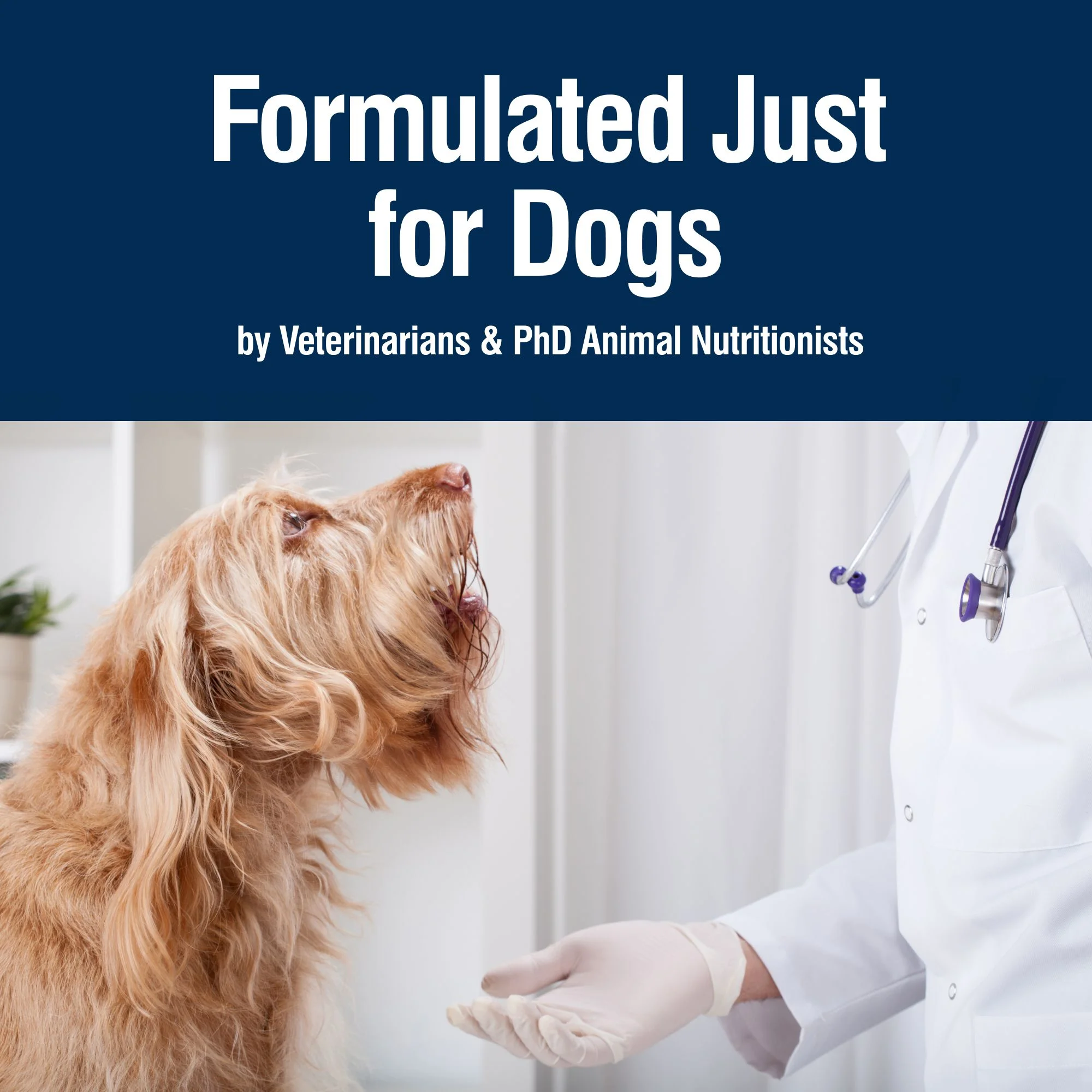 Blue Buffalo True Solutions Best Life Wet Dog Food for Medium-Size Dogs, Chicken, 12.5 oz.