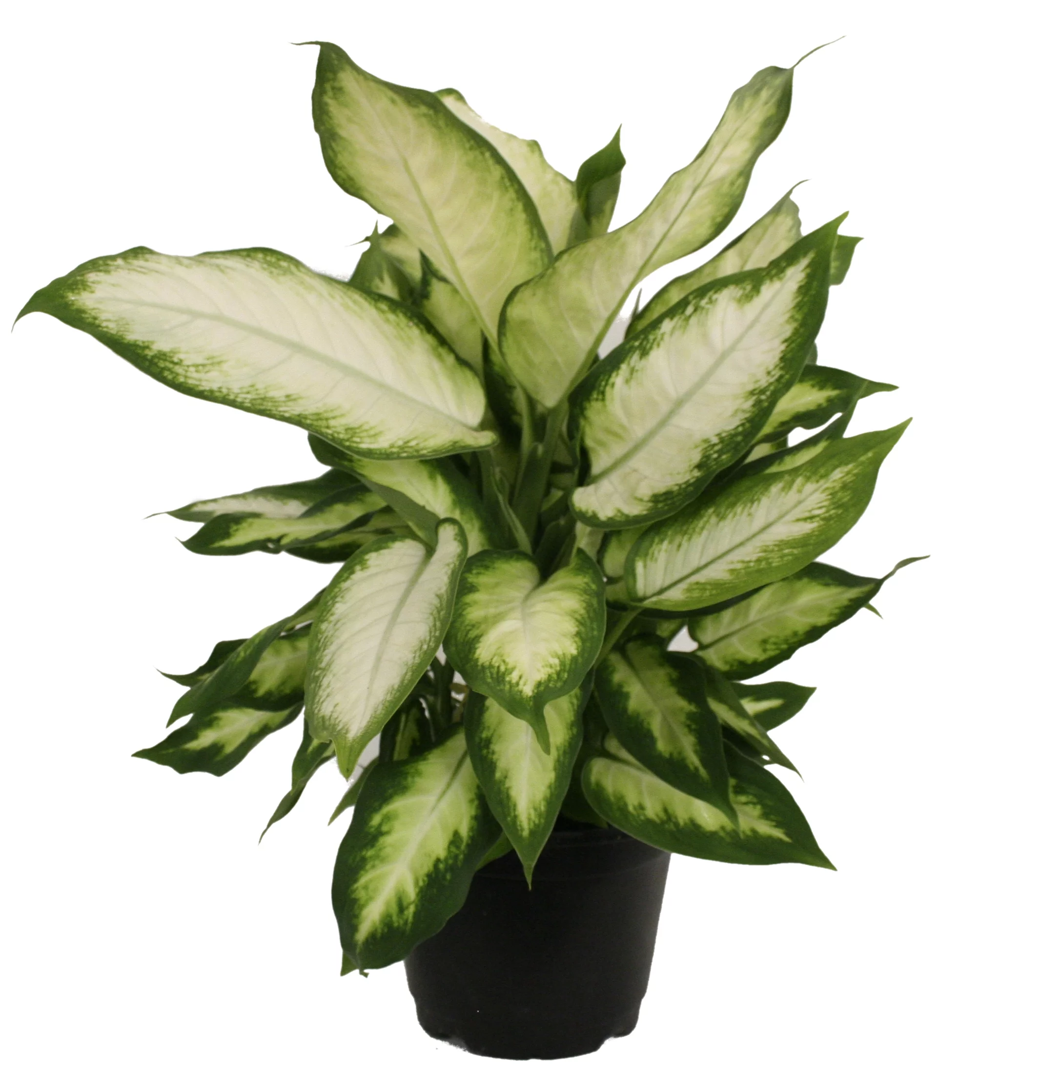 Costa Farms Live Indoor 12in. Tall Green Dieffenbachia, Indirect Sunlight, Plant in 6in. Grower Pot