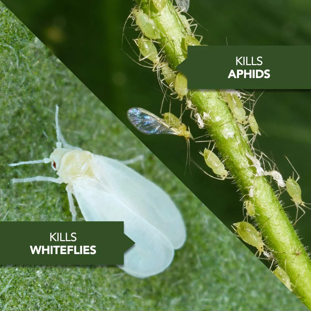 Natria 706240A Organic Plant Protection From Pests and Diseases Neem Oil Concentrate 24 Oz, 24-Ounce NEW