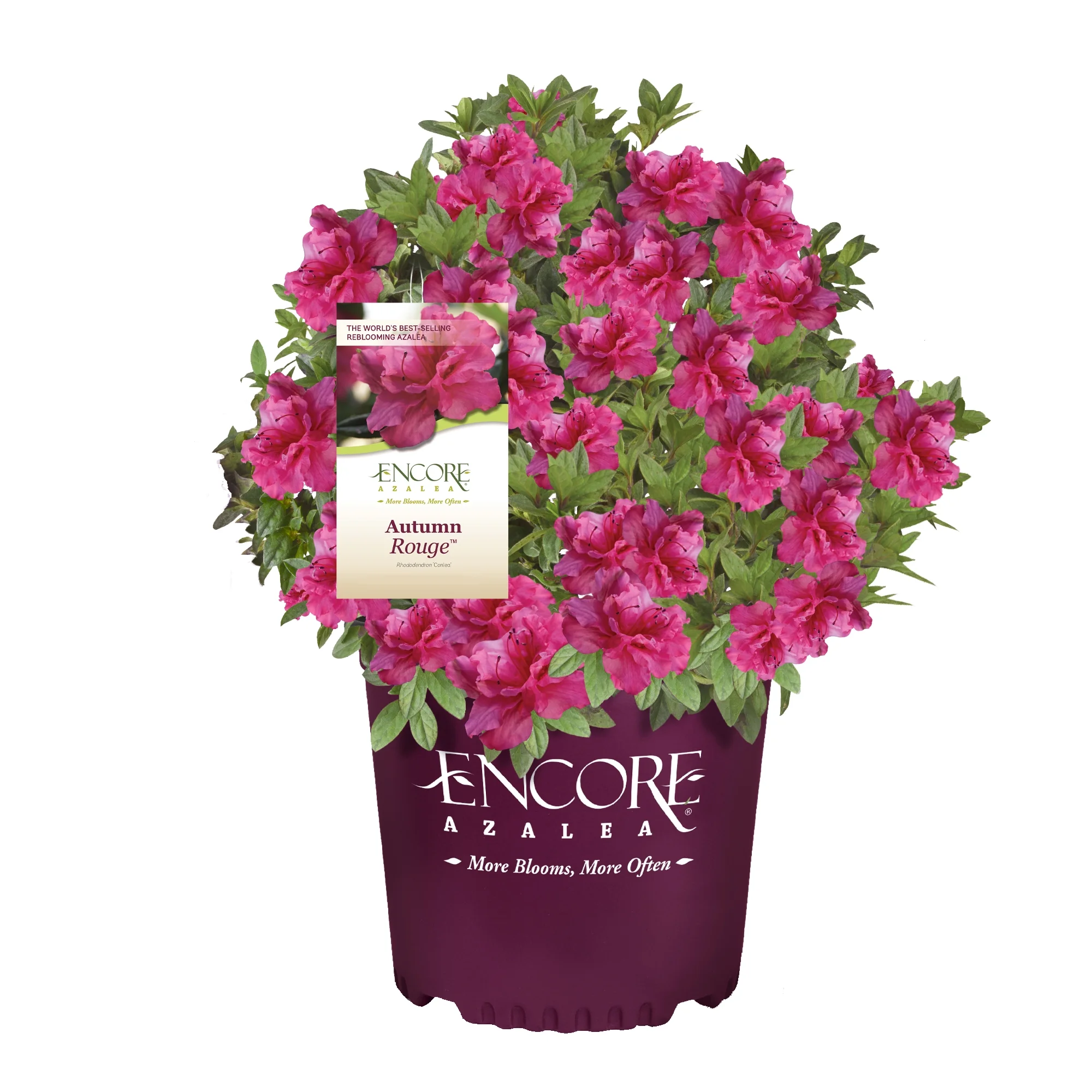 Encore Azalea Autumn Rouge Live Shrubs